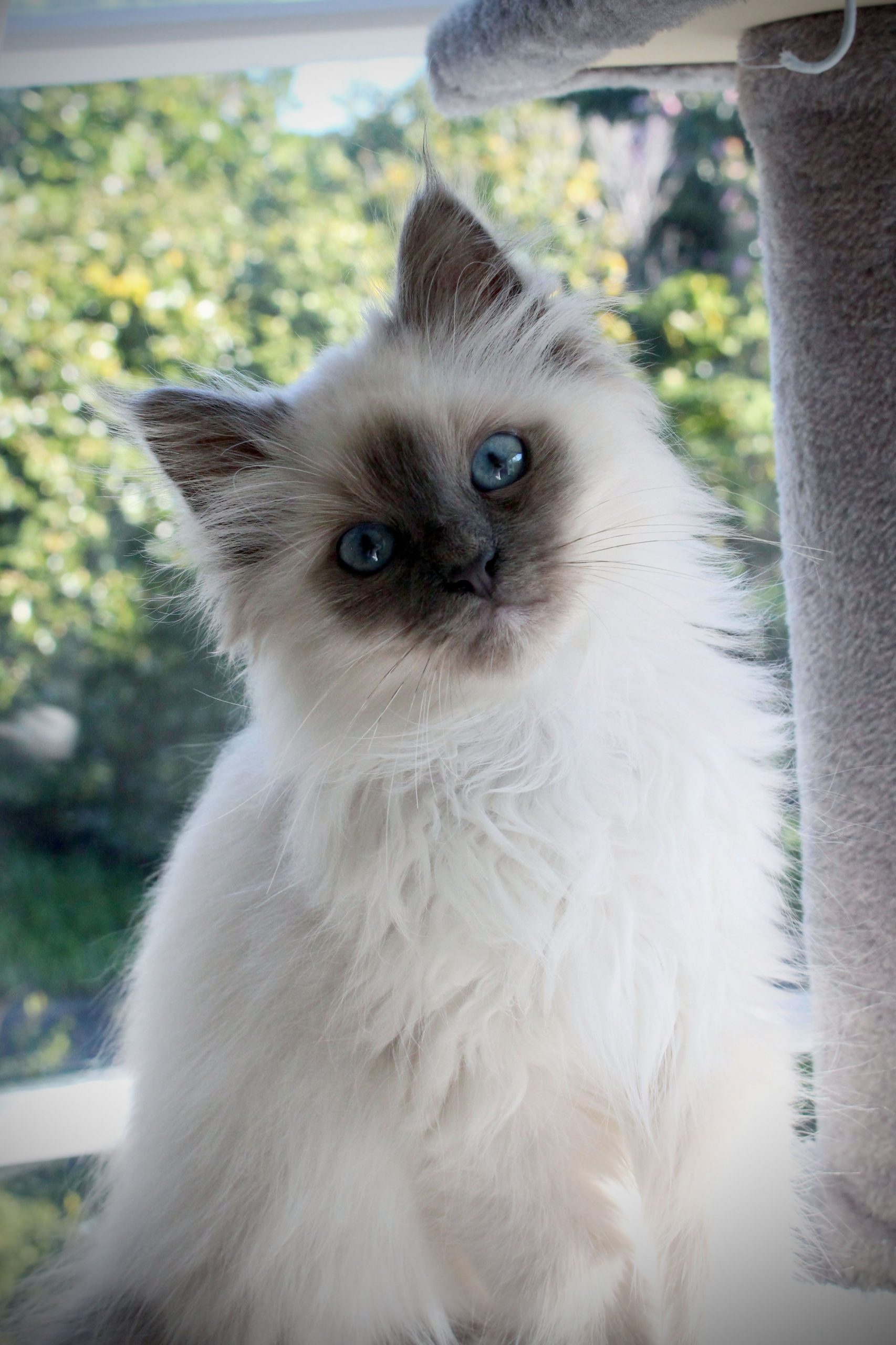 Birman cat breed, Pictures characteristics, Cat care, Cat background, 1710x2560 HD Phone