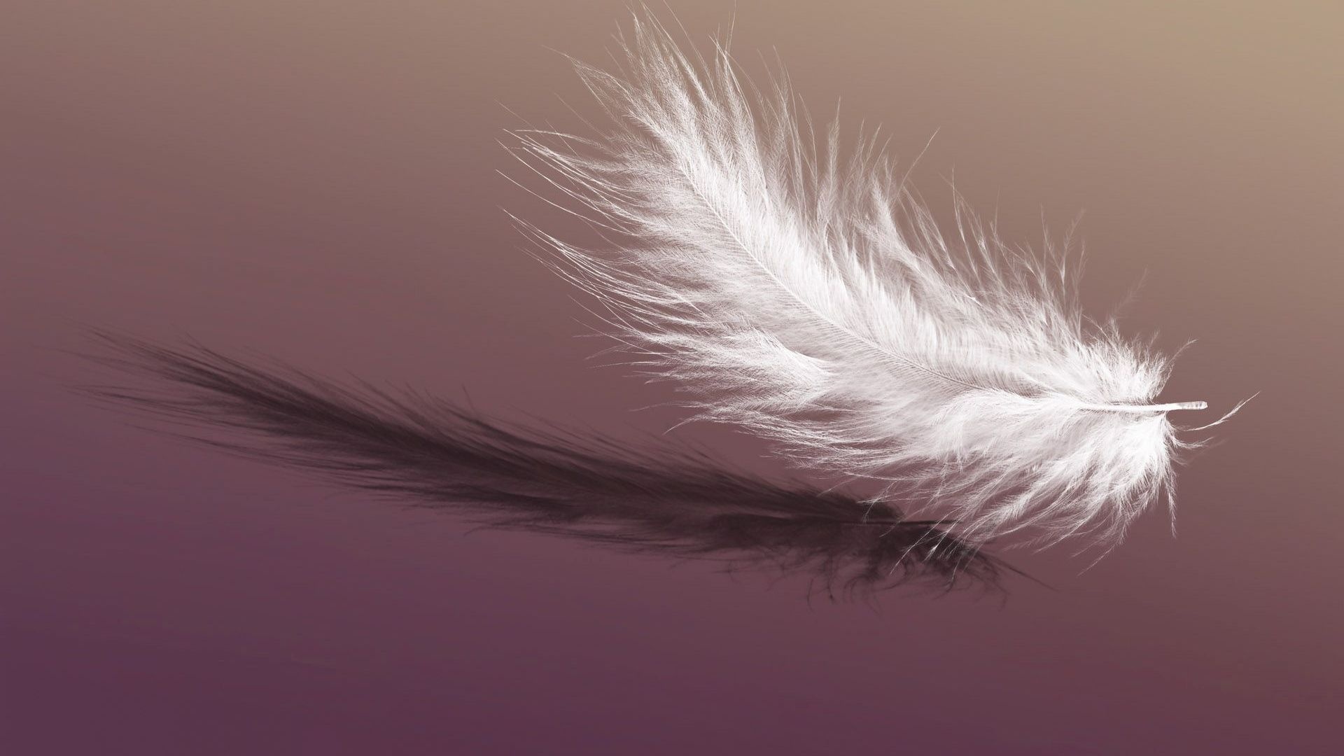 Falling feathers, Serene atmosphere, Atmospheric image, Graceful composition, 1920x1080 Full HD Desktop