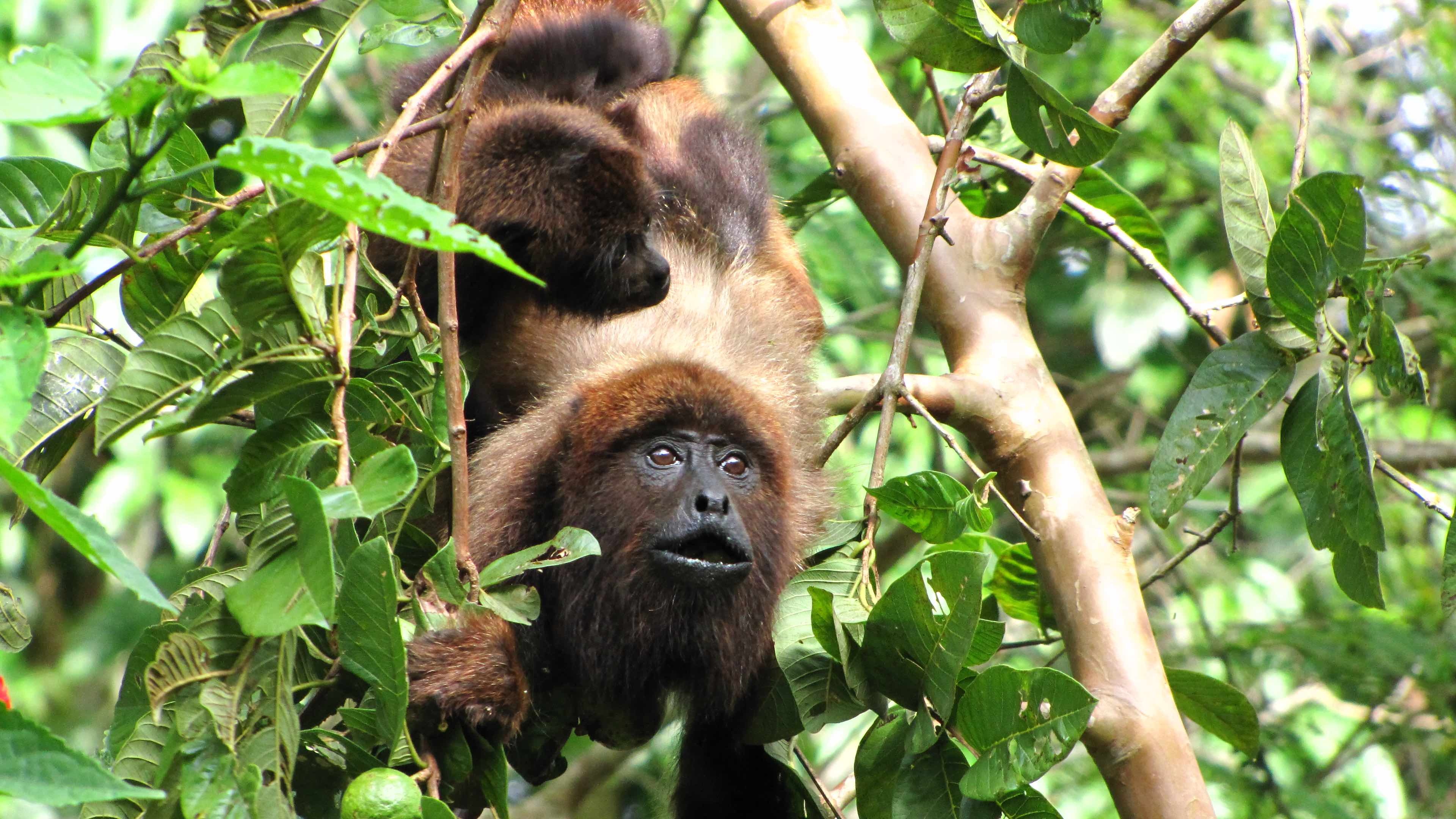 The southern brown, Howler Monkey Wallpaper, 3840x2160 4K Desktop