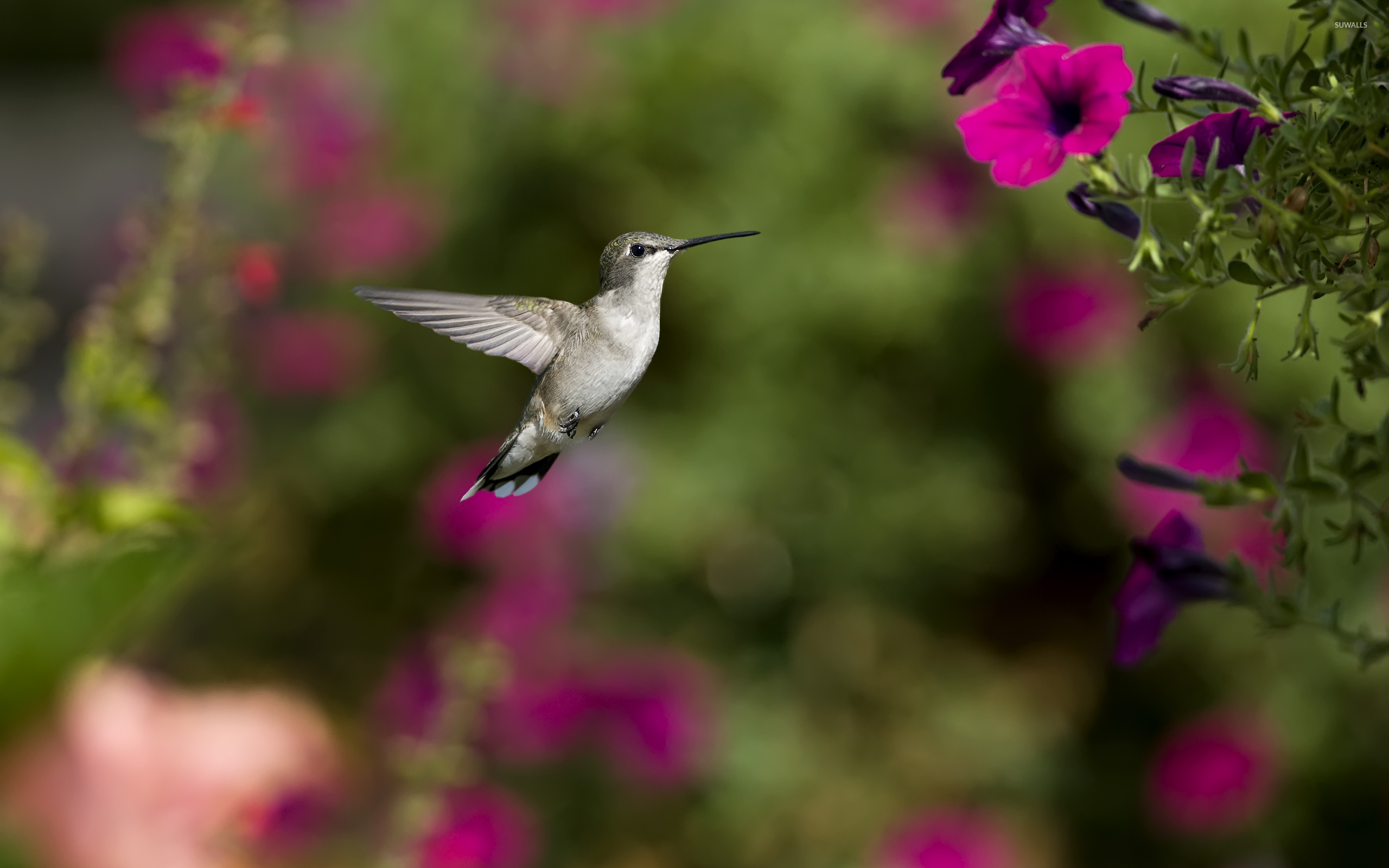 Captivating creature, Striking colors, Elegant flier, Unique bird, 2560x1600 HD Desktop