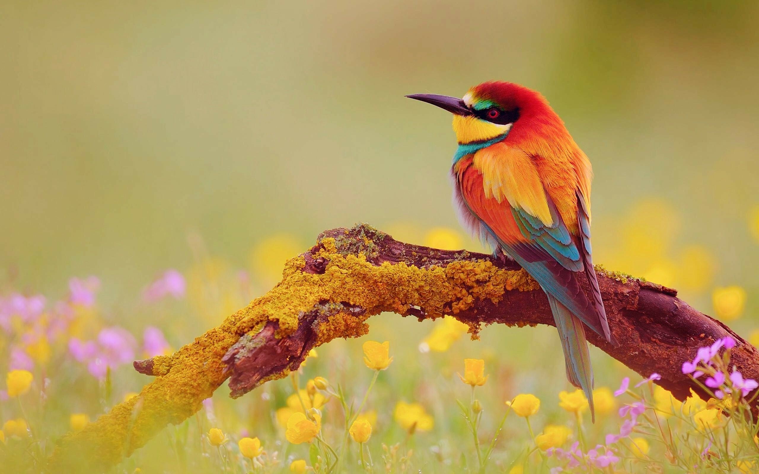 European bee-eater, Birds Wallpaper, 2560x1600 HD Desktop