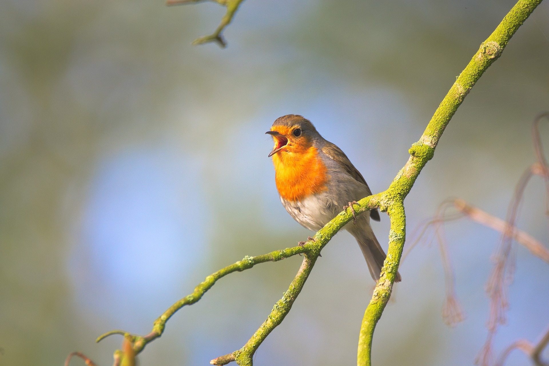 Robin bird, Feathered creature, Avian species, Beautiful plumage, 1920x1280 HD Desktop