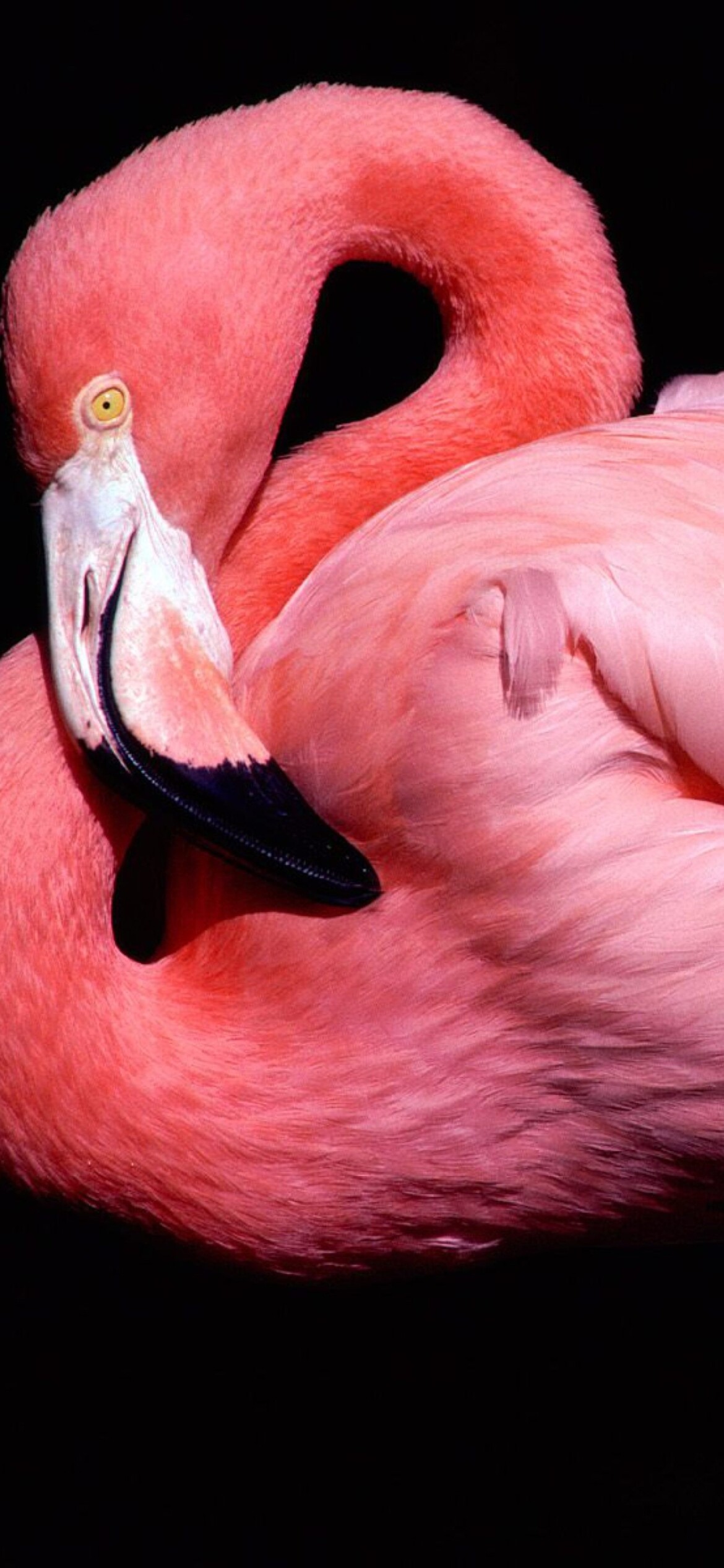 Posing pink flamingo, Wallpaper for iPhone, Elegance and grace, Nature's masterpiece, 1170x2540 HD Phone