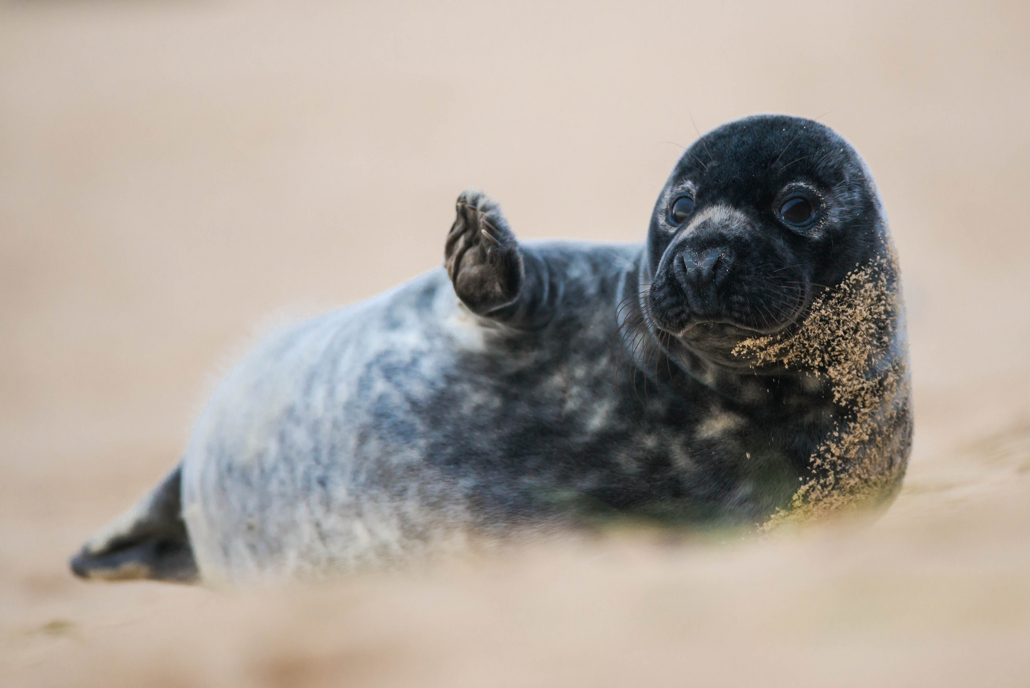 Graceful underwater movement, Seal family, Nature's water acrobat, Oceanic charm, 2050x1370 HD Desktop