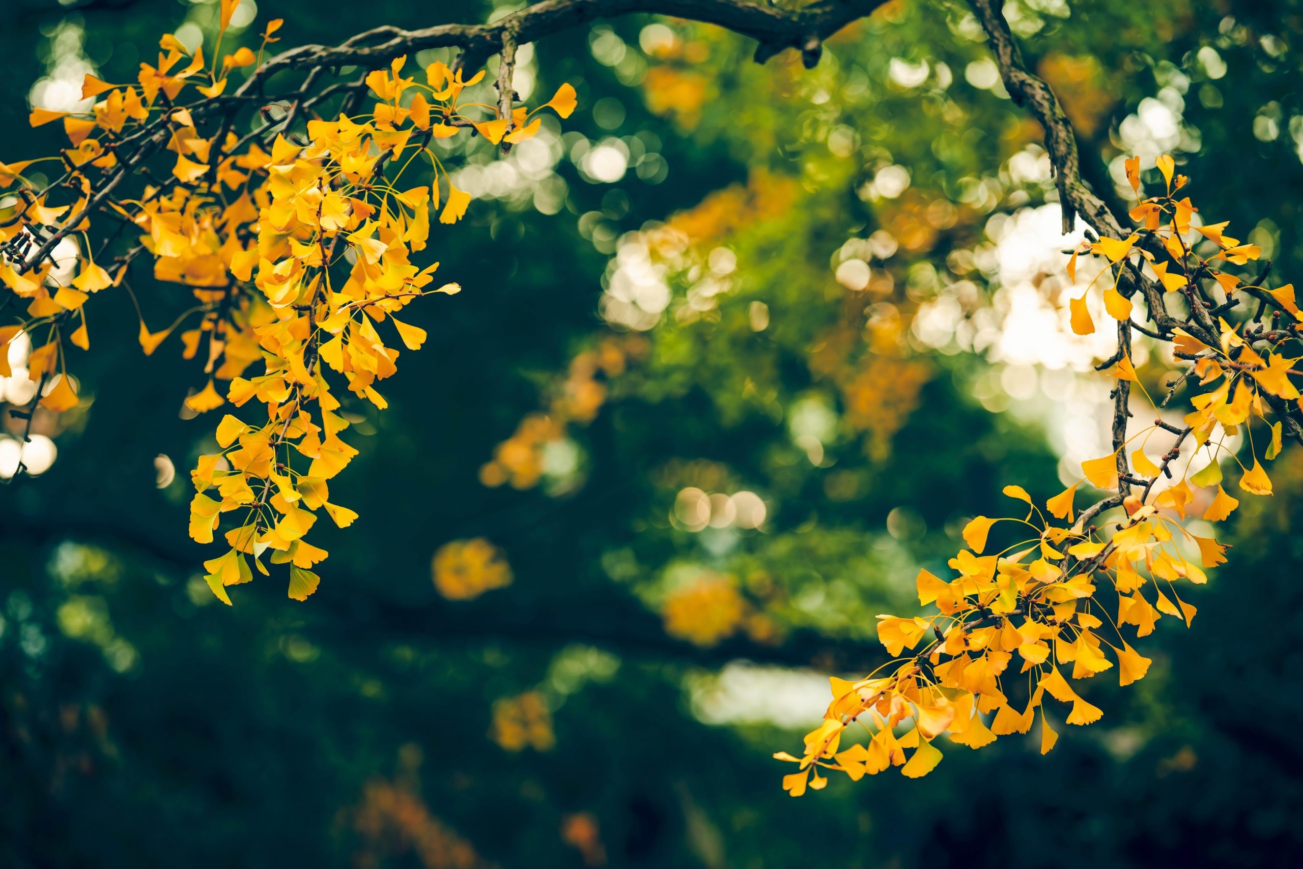 Ginkgo Biloba, Superplant, Provisoren, Nature's miracle, 2560x1710 HD Desktop