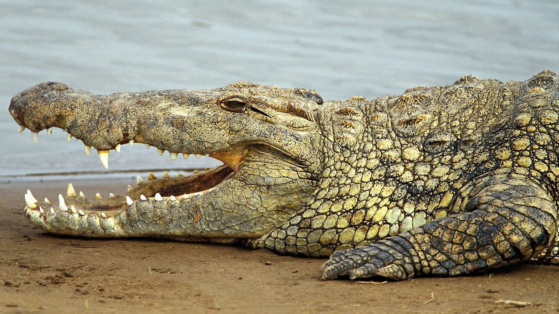 Alligator HD, High-definition wallpaper, Reptile appreciation, Visual delight, 1920x1080 Full HD Desktop