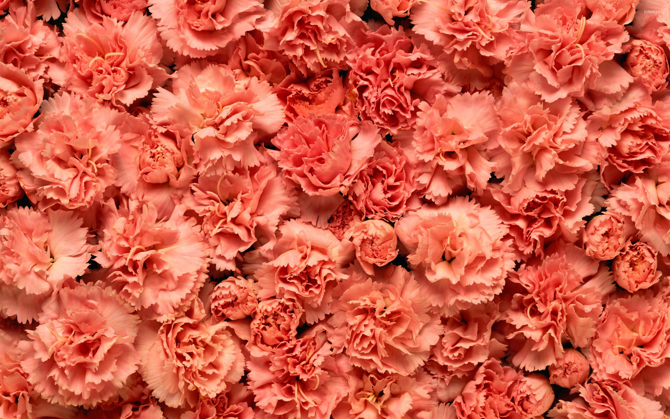 Carnation flower, Captivating wallpapers, Pure beauty, Floral delight, 2560x1600 HD Desktop