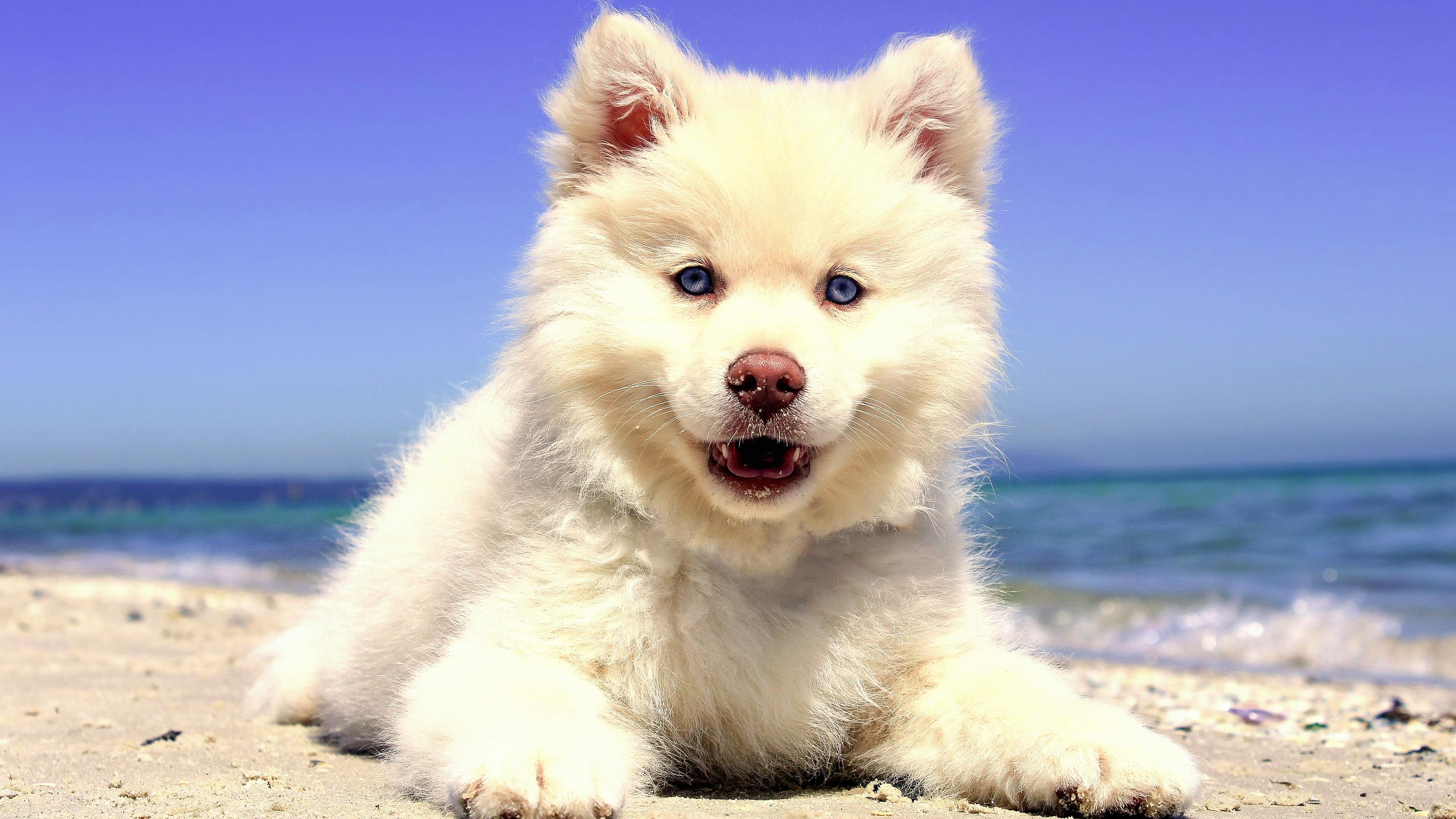 Samoyed, Puppies Wallpaper, 3840x2160 4K Desktop