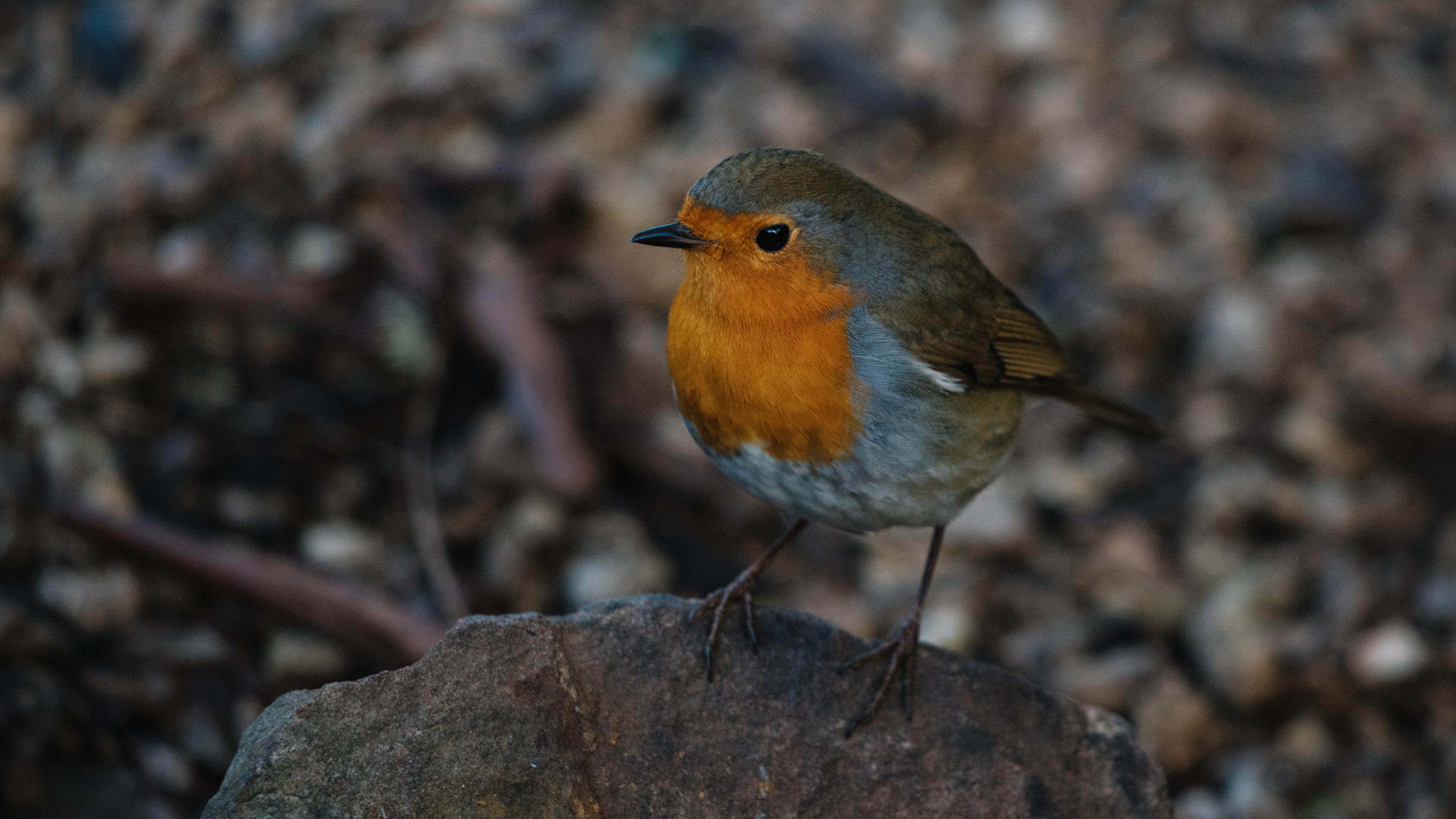 Cute robin bird, Adorable 4K wallpaper, HD image backdrop, Feathered delight, 3840x2160 4K Desktop