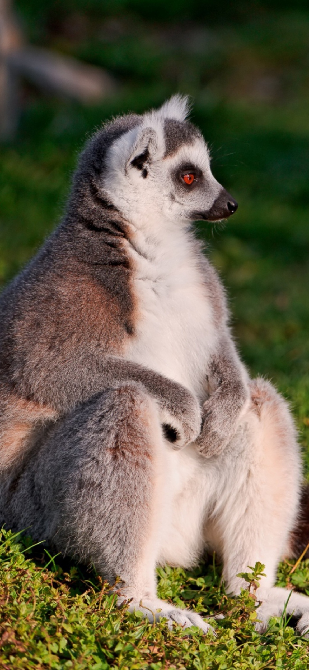 Lemur wallpaper iPhone 11, Stylish lemurs, Modern aesthetic, Sleek display, 1170x2540 HD Phone