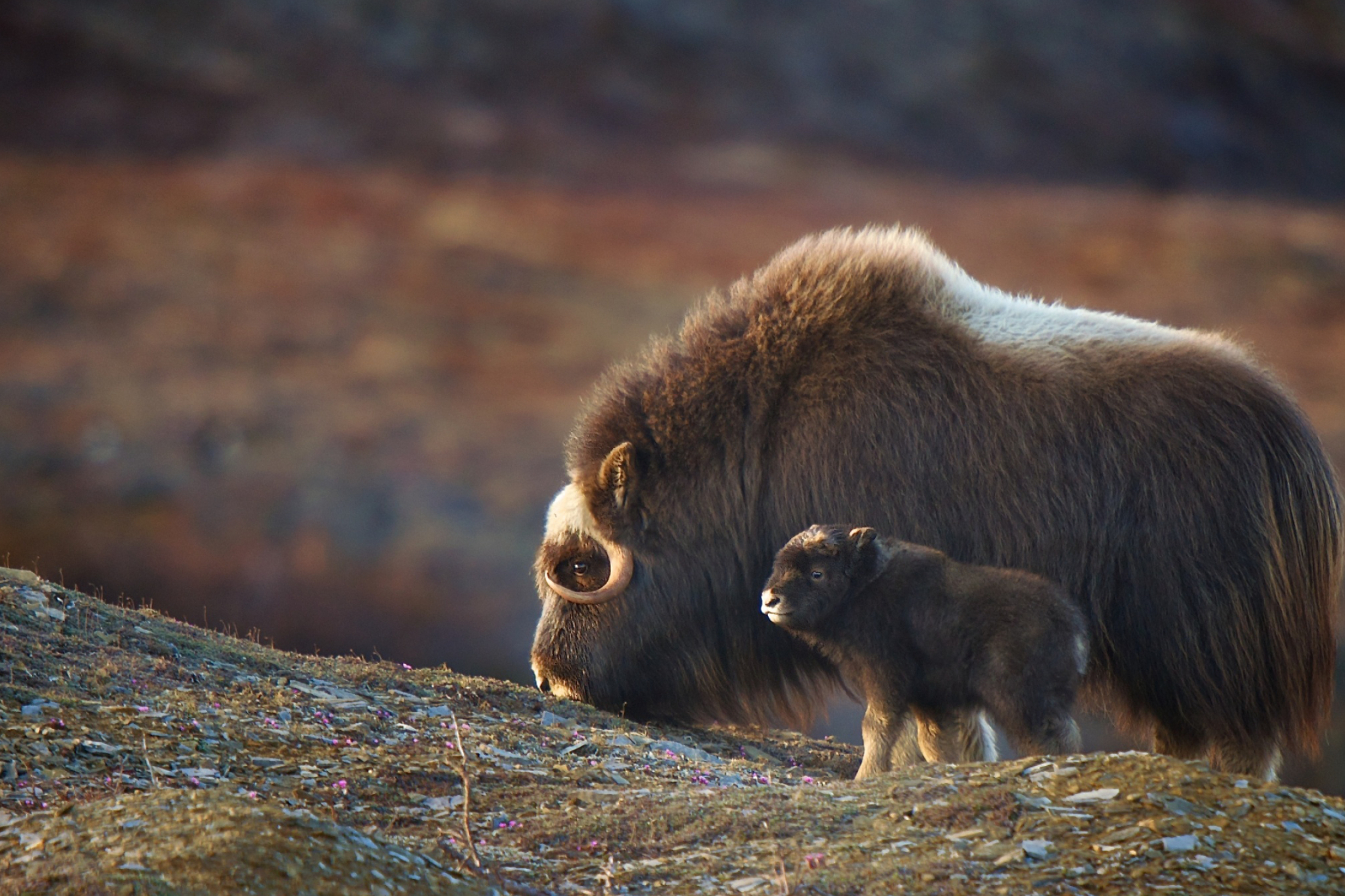 Muskox wallpapers, Arctic muskox, Isolated beauty, 2500x1670 HD Desktop