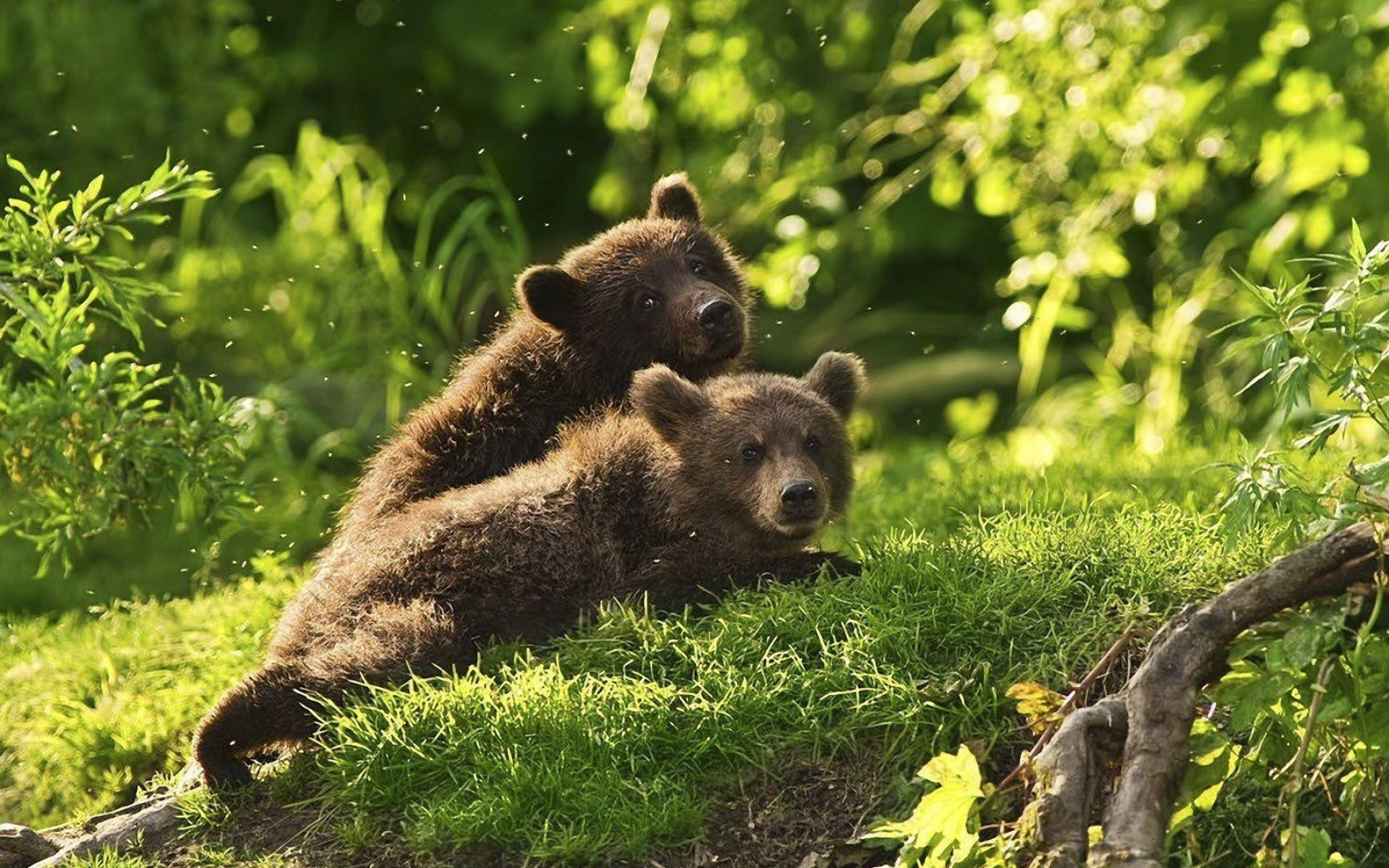 Bear android wallpaper, Samantha's post, Wildlife wonders, Captivating backgrounds, 1920x1200 HD Desktop