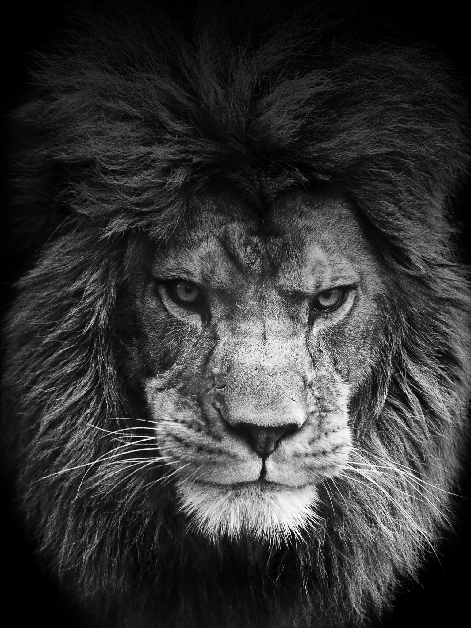 Diverse lion backgrounds, Unique lion perspectives, 1540x2050 HD Phone