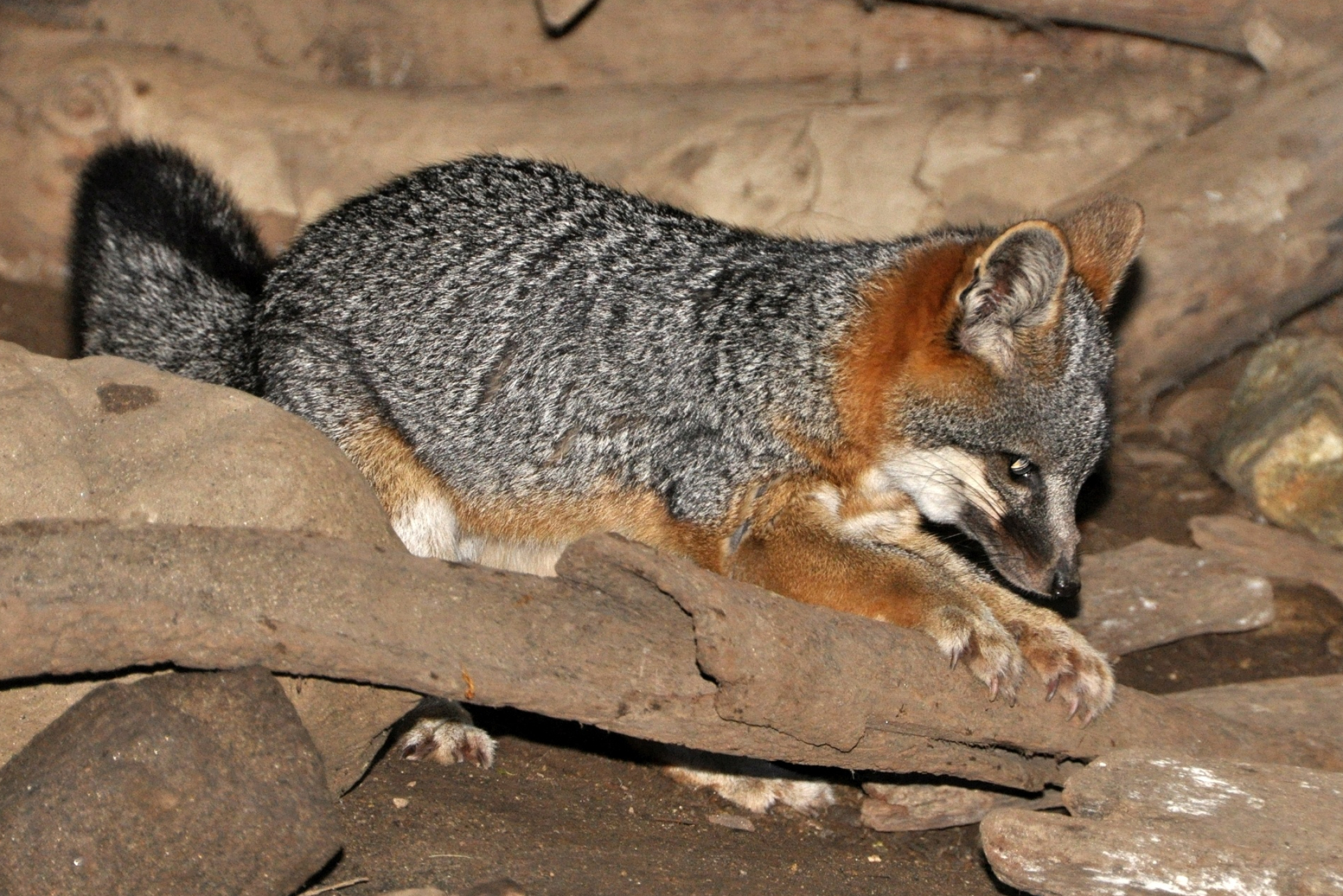 Gray Fox, Urocyon littoralis species, Island gray fox, Coastal fox variation, 2100x1410 HD Desktop