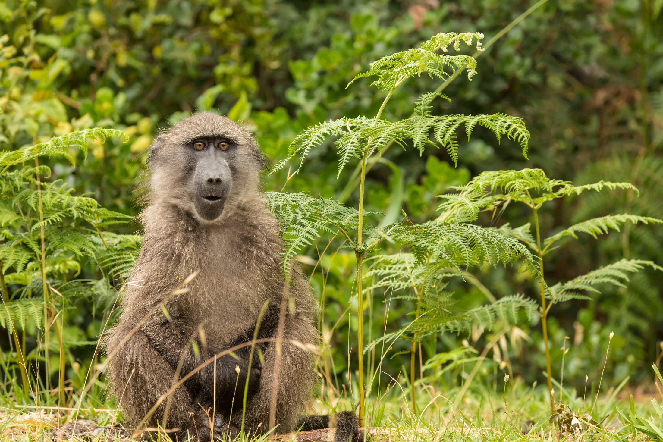 Baboon surprise, Astonishing encounter, Startling moment, Wildlife encounter, 2200x1470 HD Desktop