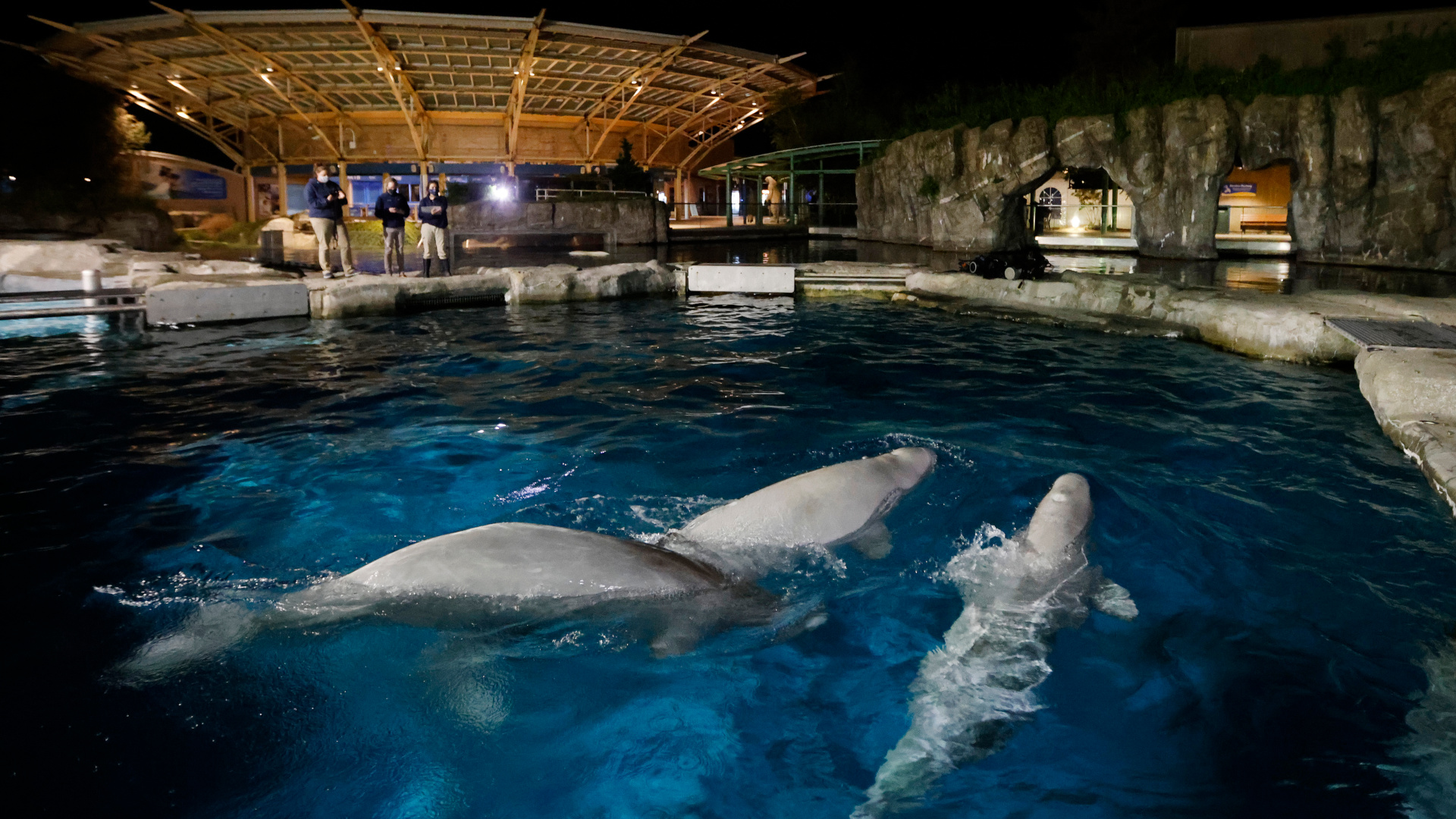 Mystic Aquarium, Whale death, Animal conservation, Connecticut, 1920x1080 Full HD Desktop