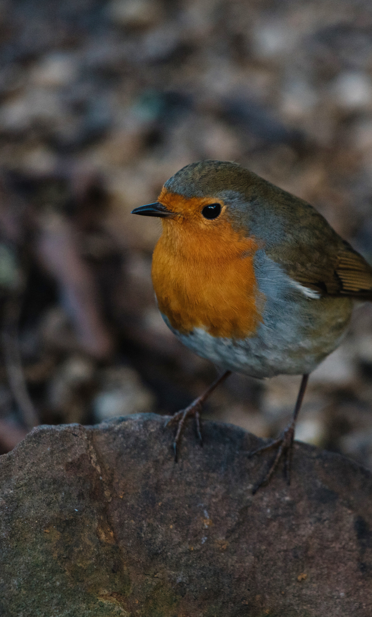 Robin bird, Cute and adorable, Plush toy, iPhone 6 wallpaper, 1280x2120 HD Phone