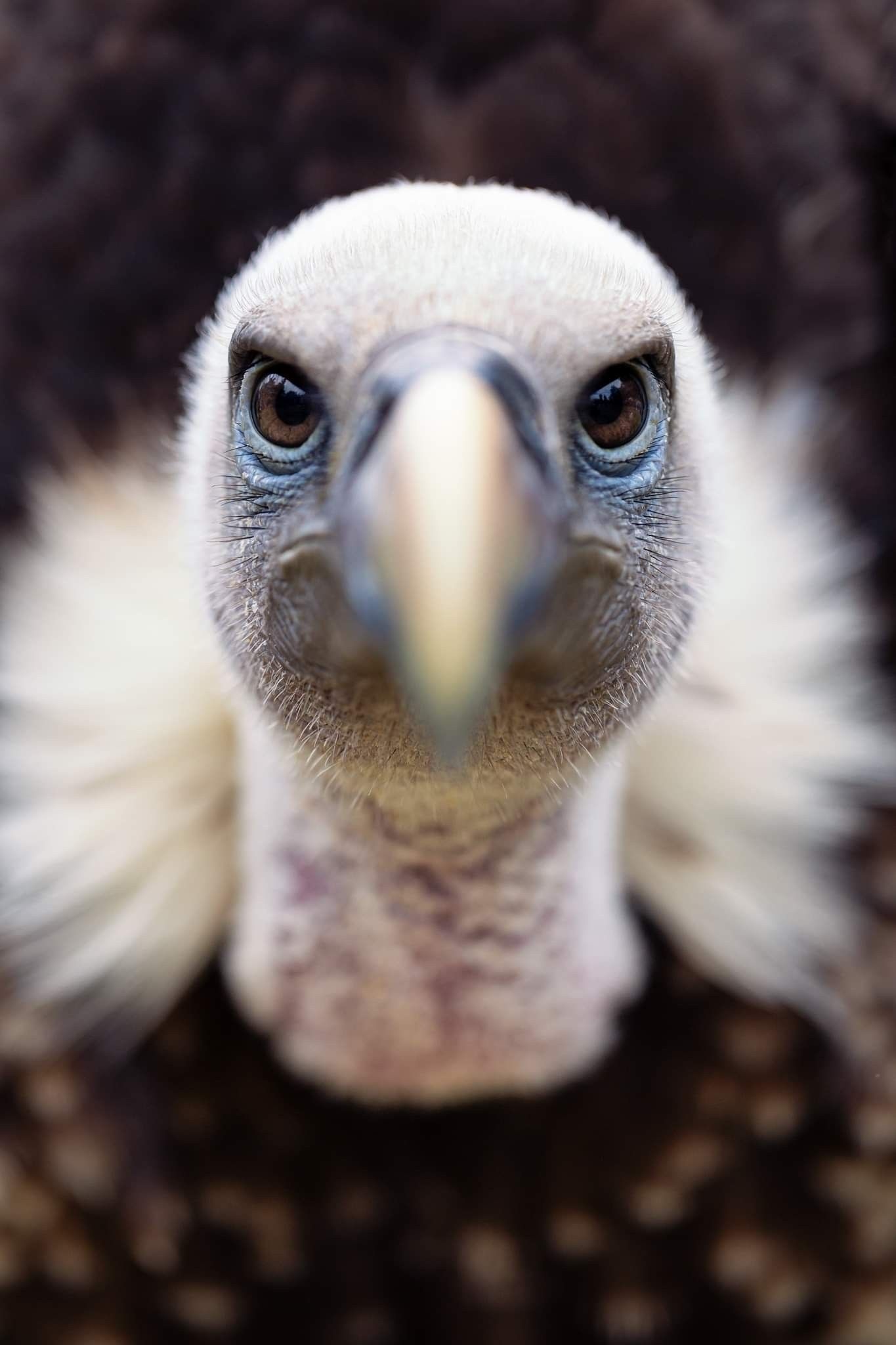 Birds of prey, Exquisite feathers, Magnificent avian creatures, Captivating buzzards, 1370x2050 HD Phone