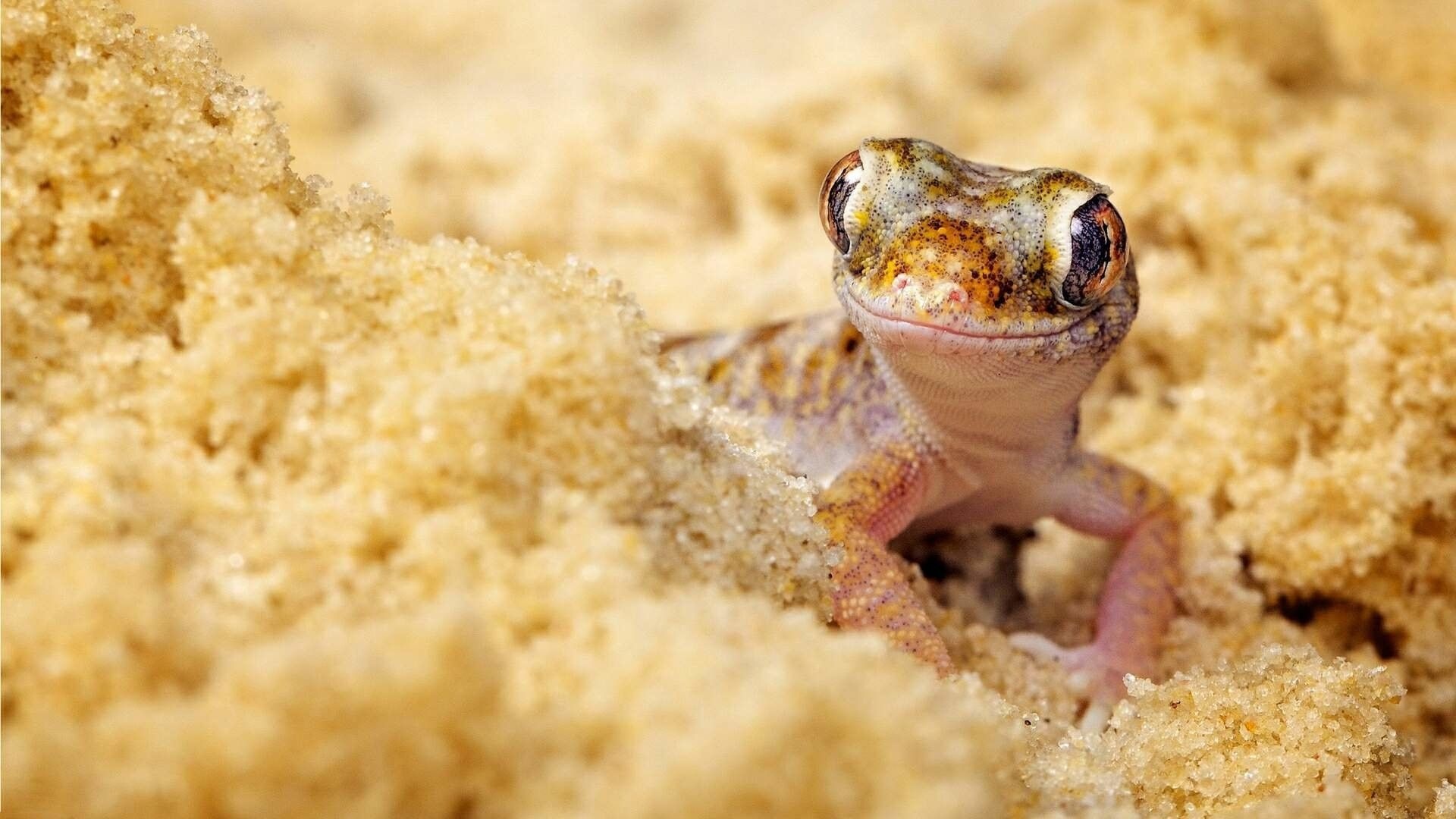 Popular lizard wallpapers backgrounds, 1920x1080 Full HD Desktop