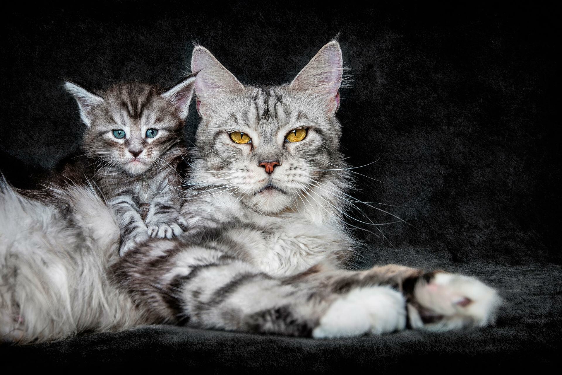 Mother and kitten, Maine Coon Wallpaper, 1920x1280 HD Desktop