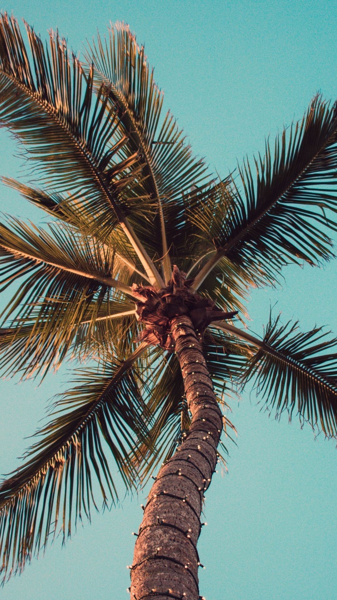 Android palm tree wallpapers, Digital serenity, Mobile beauty, Tropical vibes, 1080x1920 Full HD Phone