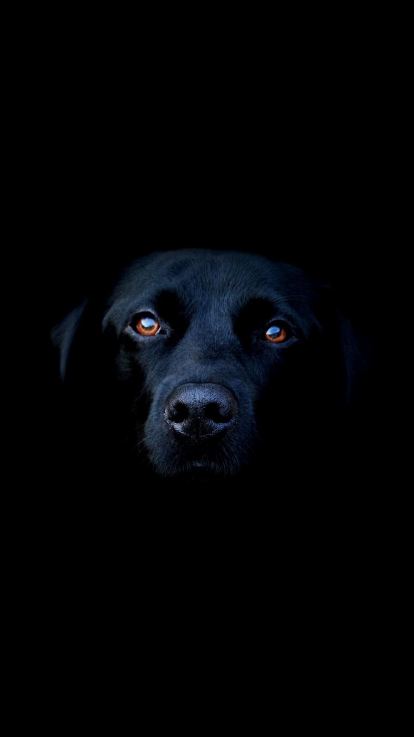 Black dog, Samsung Galaxy, HD 4K wallpapers, 1440x2560 HD Phone