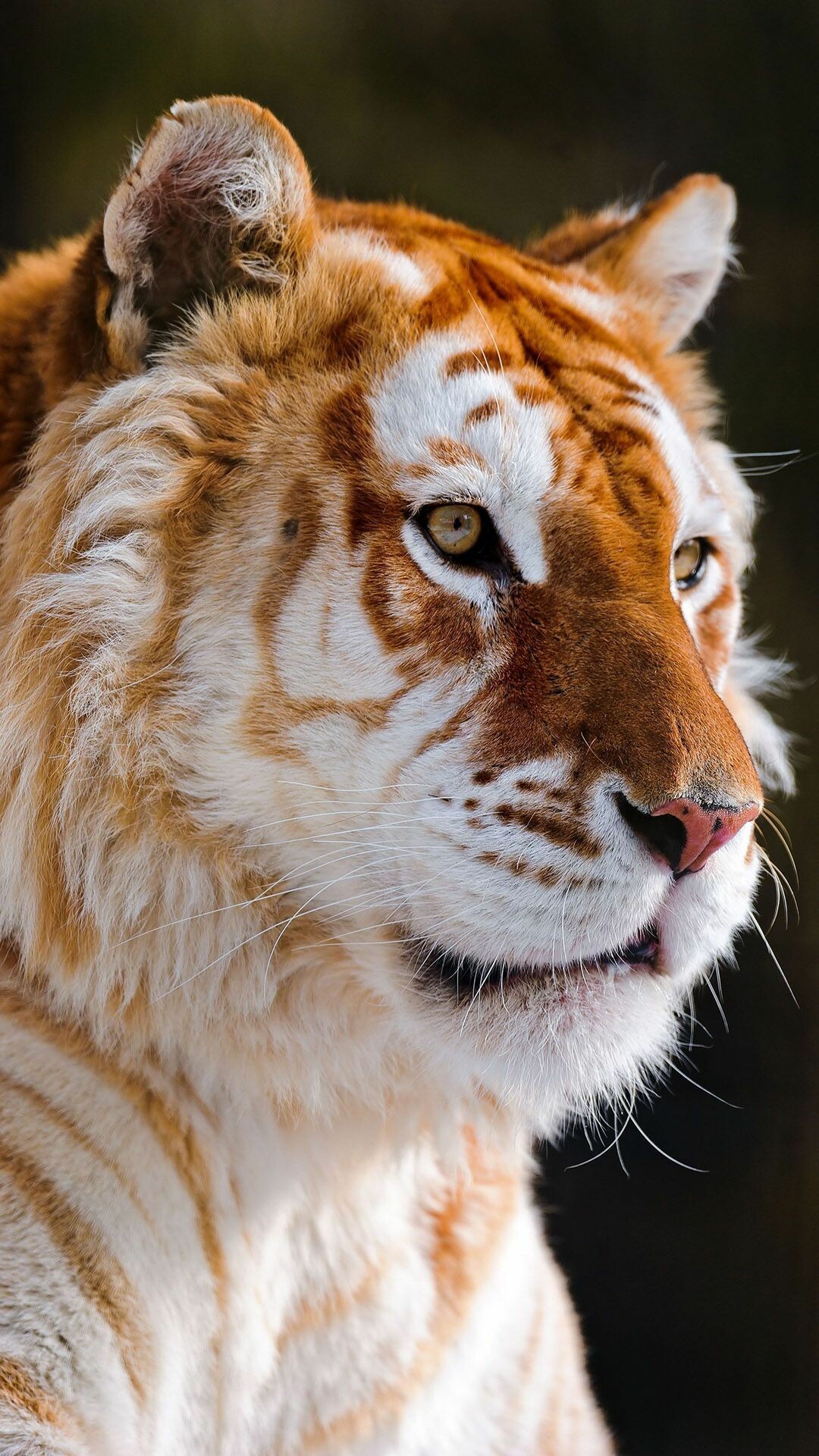 Regal tiger, Intense stare, Untamed wilderness, Natural elegance, 1080x1920 Full HD Phone