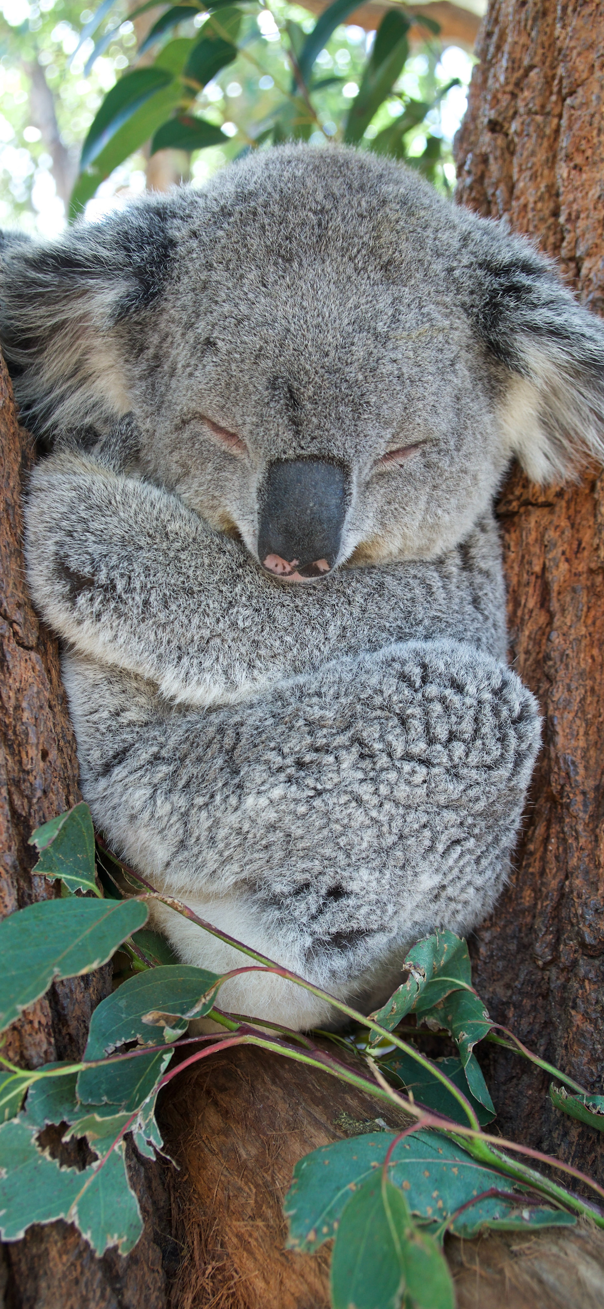 iPhone koala wallpaper, Stylish background, Phone customization, Free download, 1250x2690 HD Phone