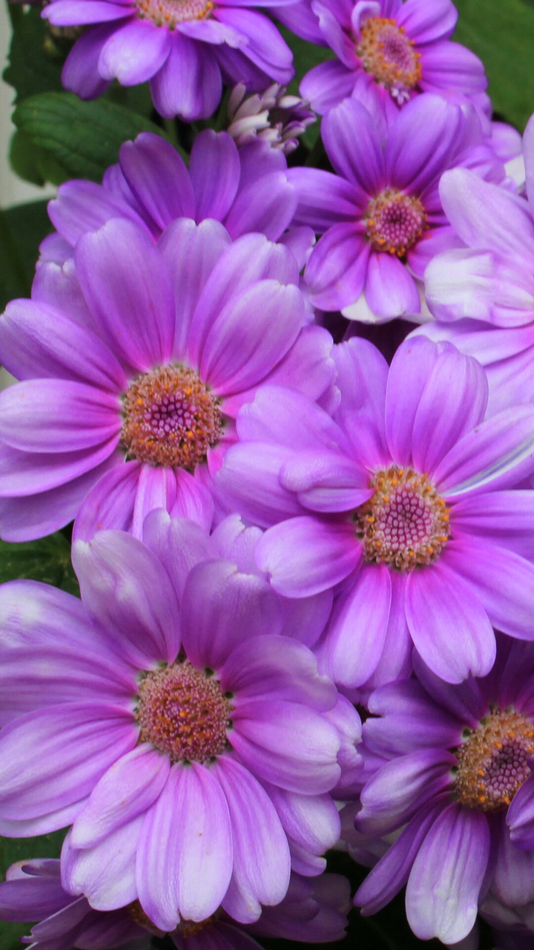 Chrysanthemum flowers, Nature's beauty, Vibrant colors, Blooming petals, 1080x1920 Full HD Phone