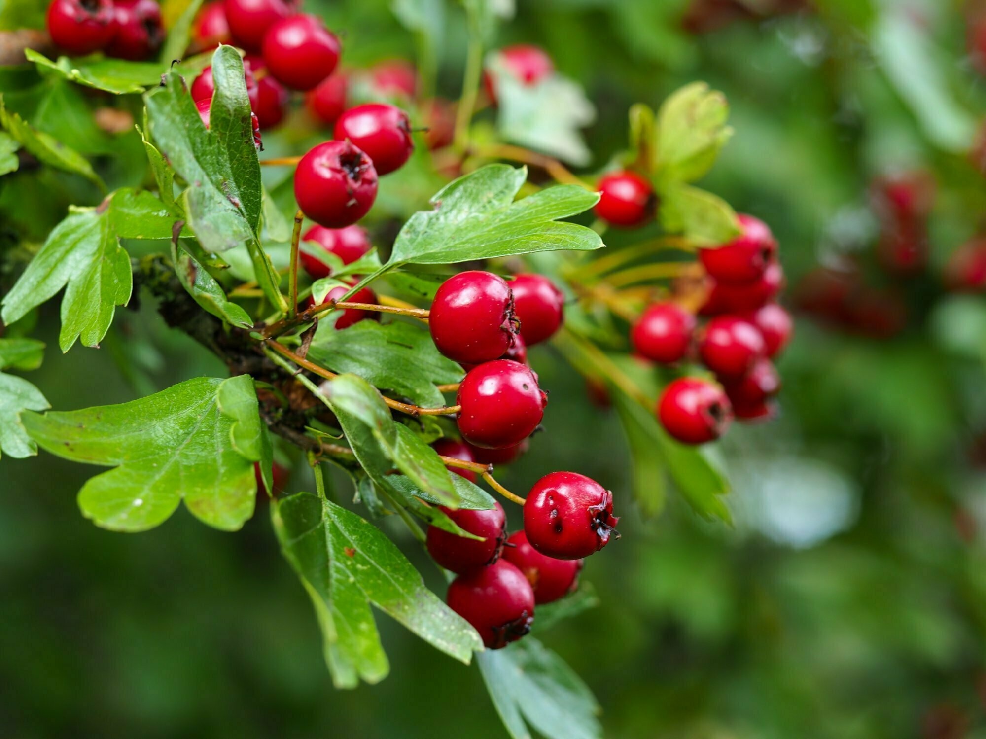 Managing hawthorn, Waterways rivers, Carbon guide, Nature, 2000x1500 HD Desktop