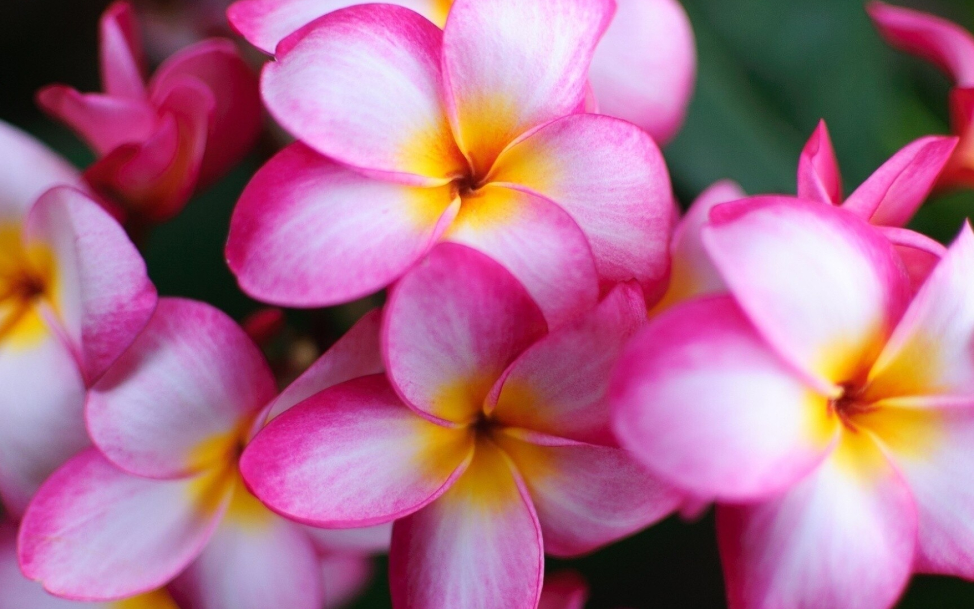 Pink plumerias wallpaper, Delicate floral display, Botanical grace, Captivating blooms, 1920x1200 HD Desktop