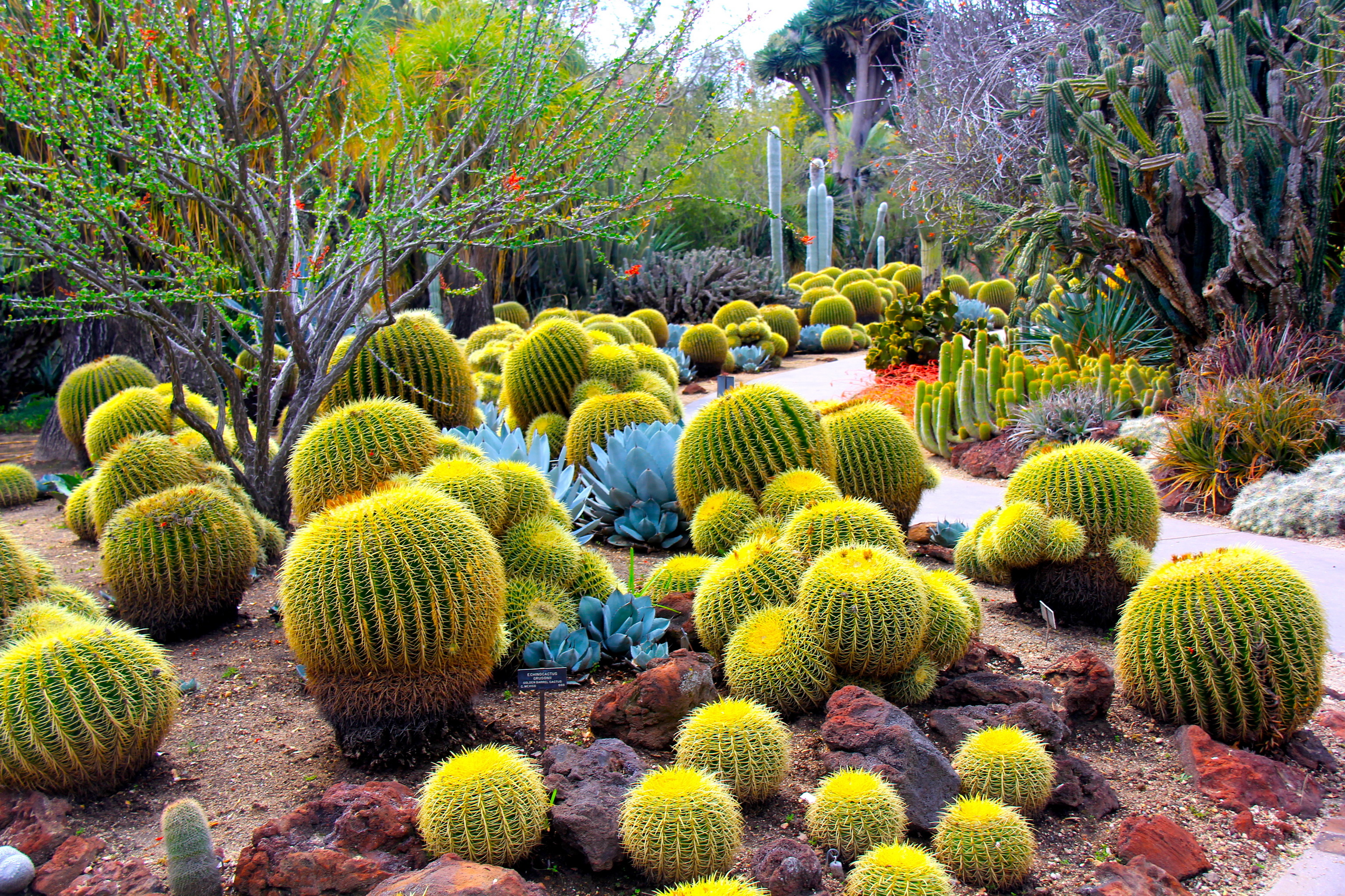 Desert Botanical Garden, Cactus Wallpaper, 3080x2050 HD Desktop