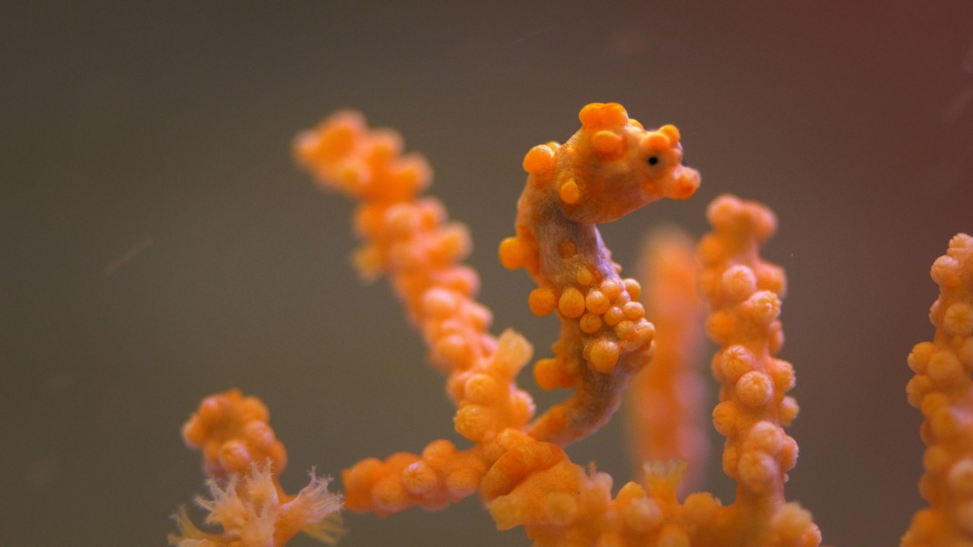 Pygmy, Seahorses Wallpaper, 3840x2160 4K Desktop