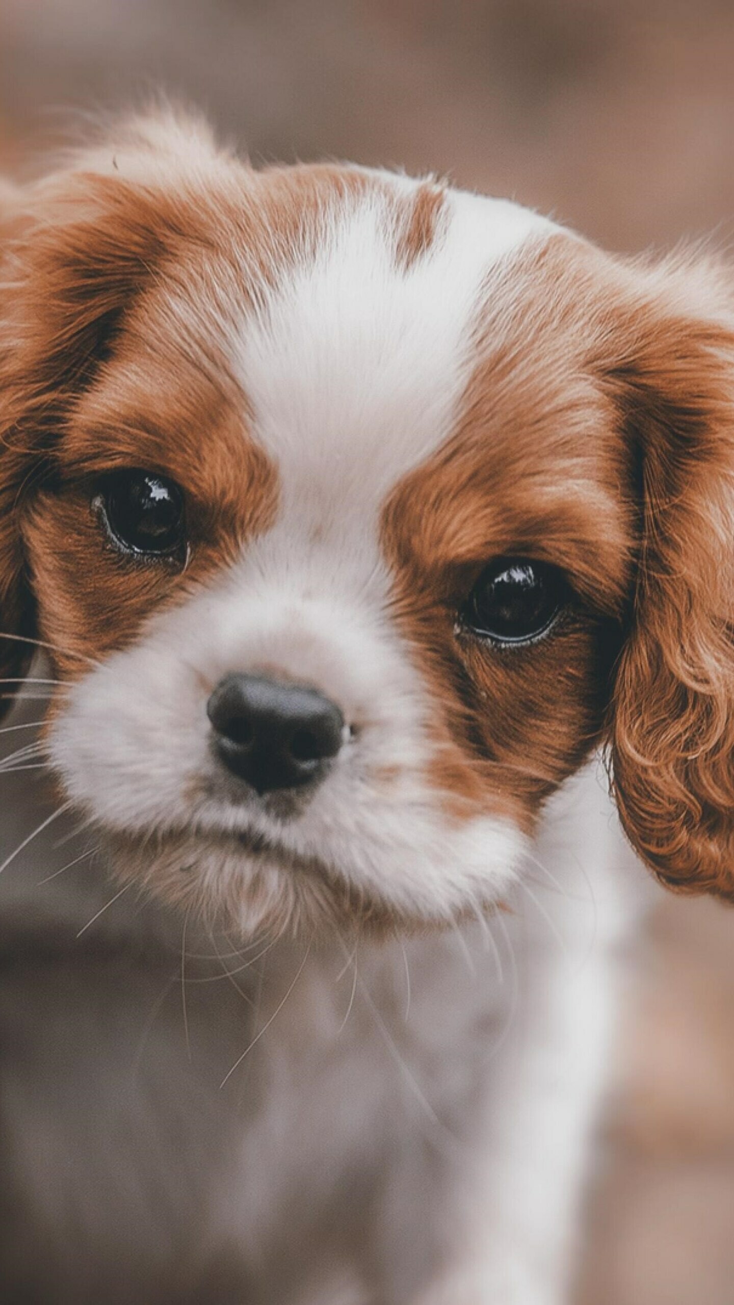 King Charles Spaniel, Puppies Wallpaper, 1440x2560 HD Phone