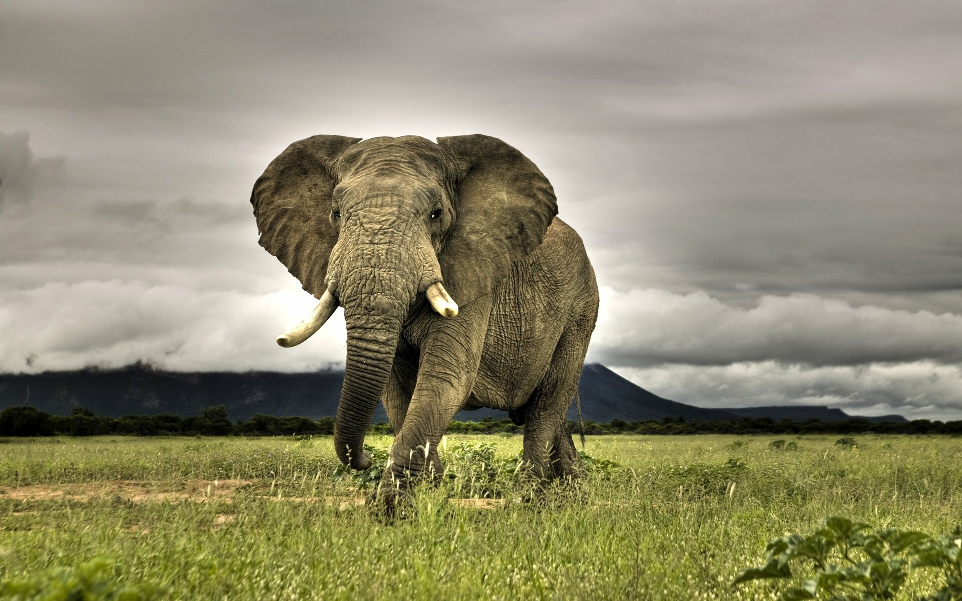 Majestic elephants, African wildlife, Beautiful creatures, HD wallpapers, 1920x1200 HD Desktop