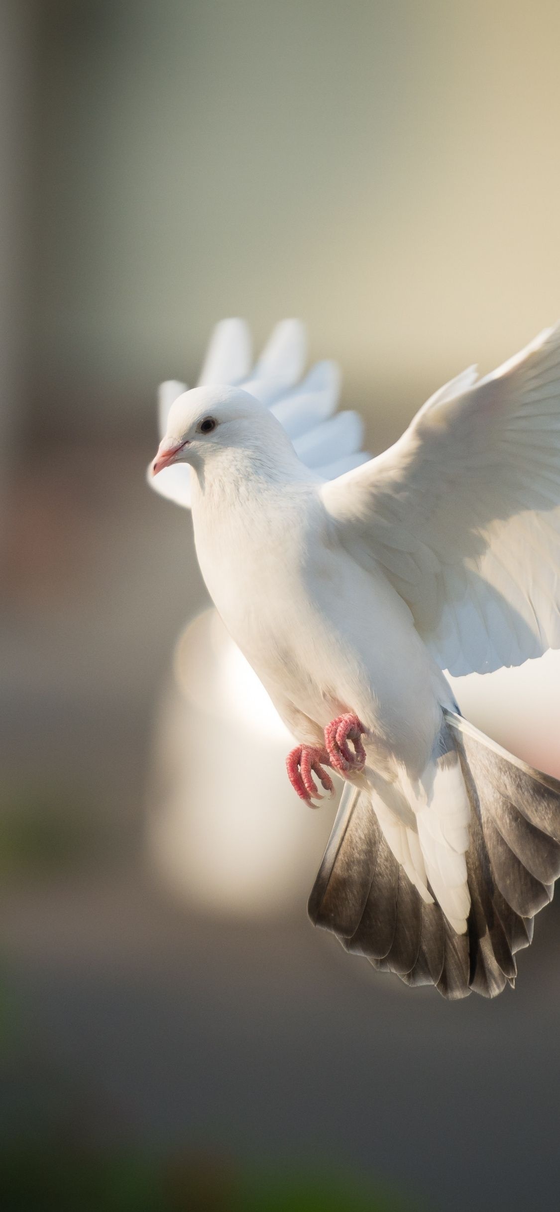 Dove iPhone wallpapers, Top free backgrounds, Avian elegance, Mobile delight, 1130x2440 HD Phone