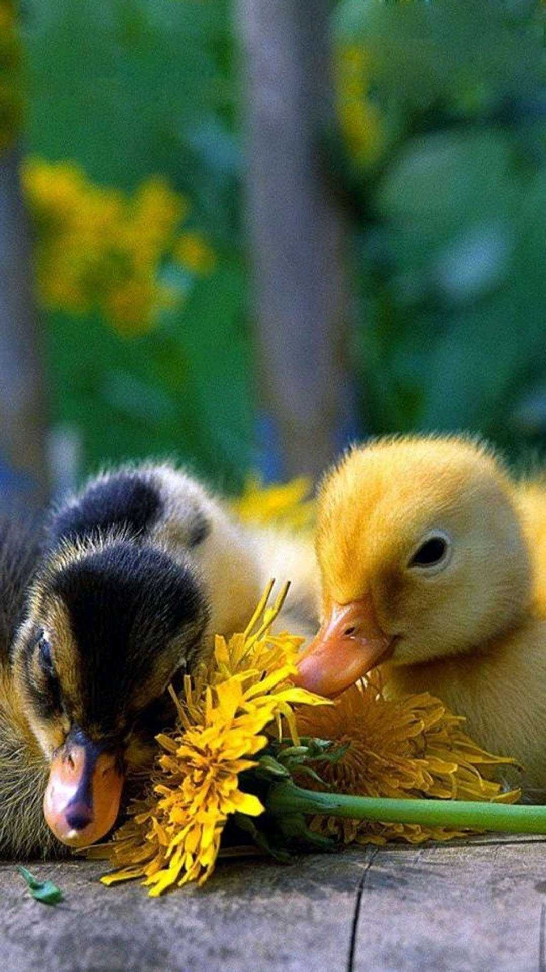 Unique duck wallpaper, Eye-catching design, Distinctive visuals, Standout background, 1080x1920 Full HD Phone