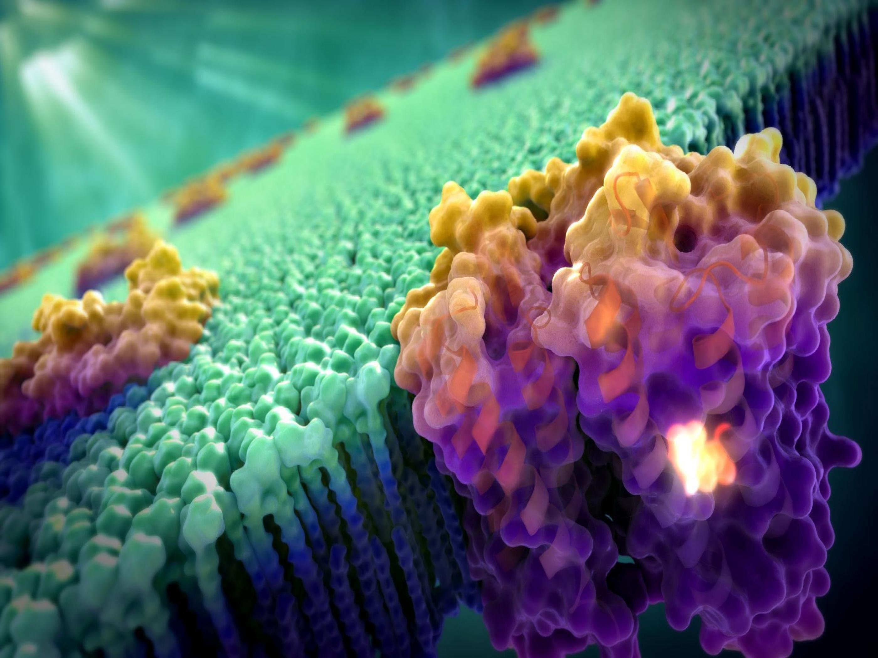 Cell membrane, Biology Wallpaper, 2800x2100 HD Desktop