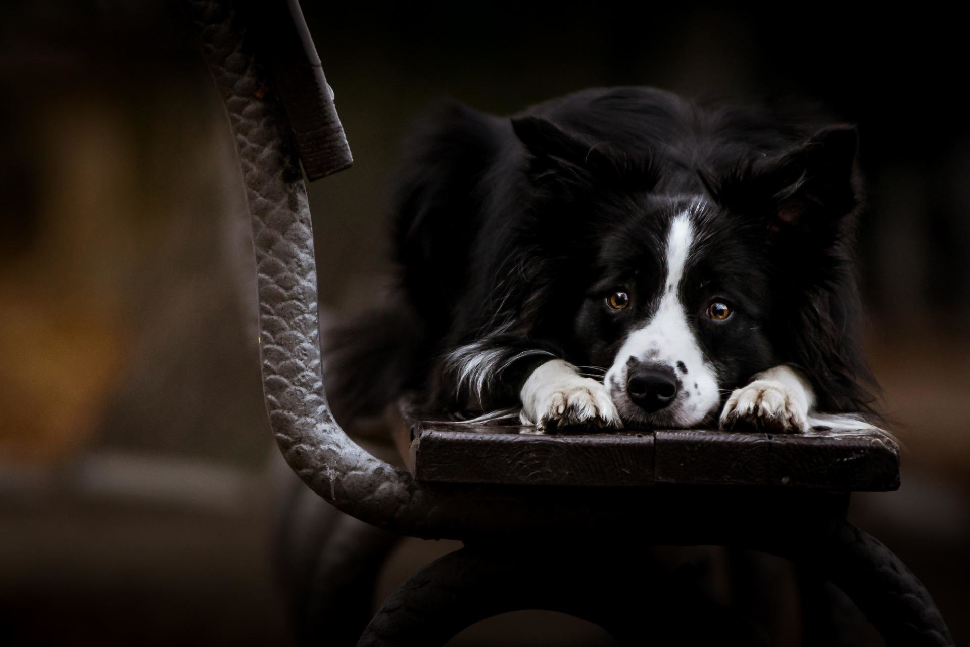 Border Collie, HD wallpapers, Desktop backgrounds, Cute dogs, 1920x1280 HD Desktop