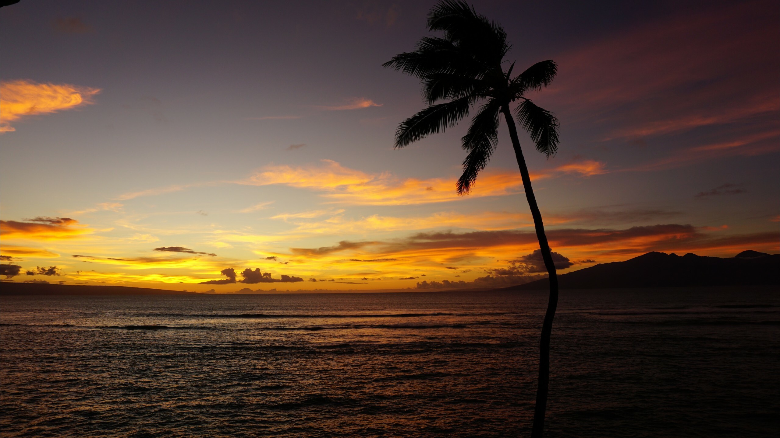 Maui Hawaii ocean, Palm sunset, 5K nature, 2560x1440 HD Desktop