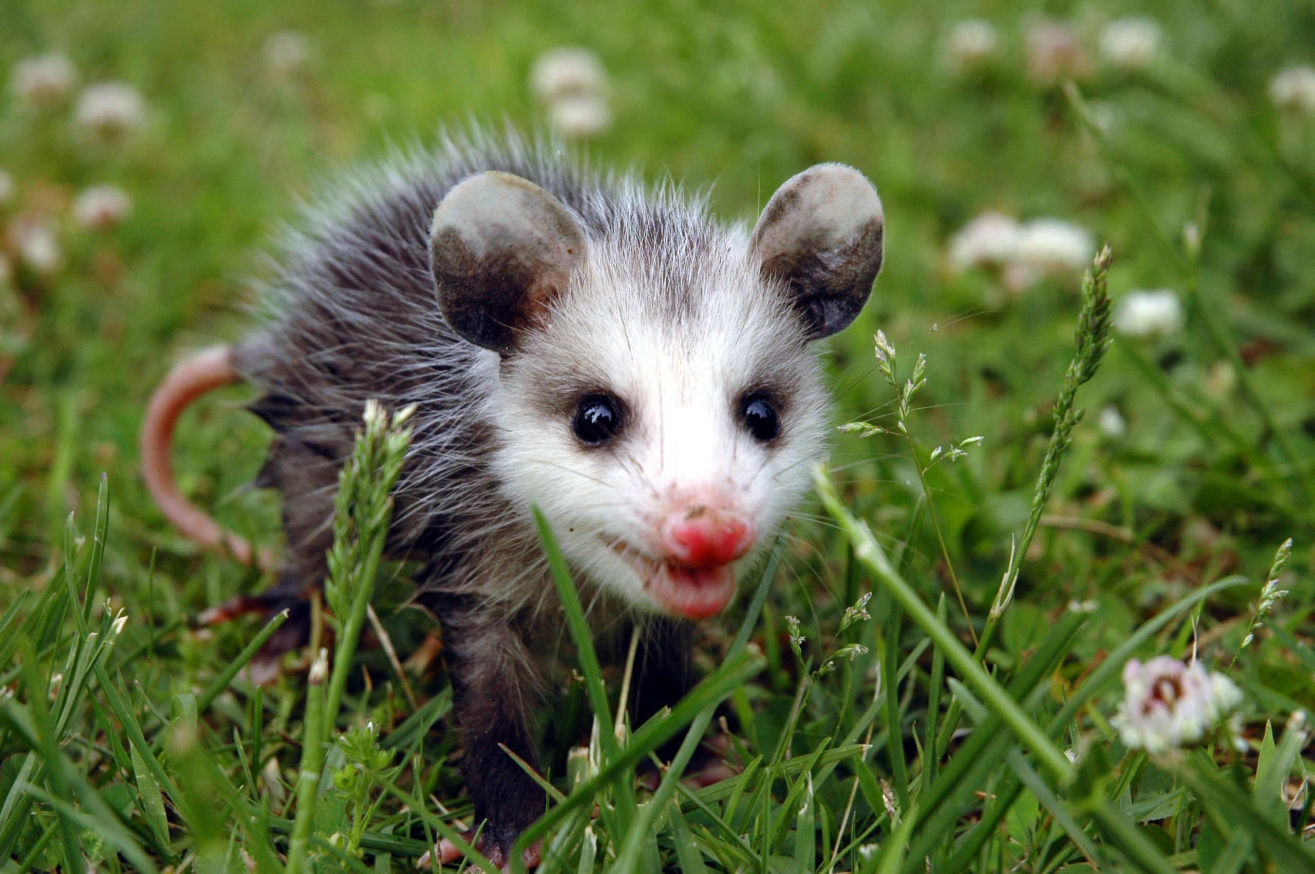 Baby, Opossum Wallpaper, 2560x1710 HD Desktop