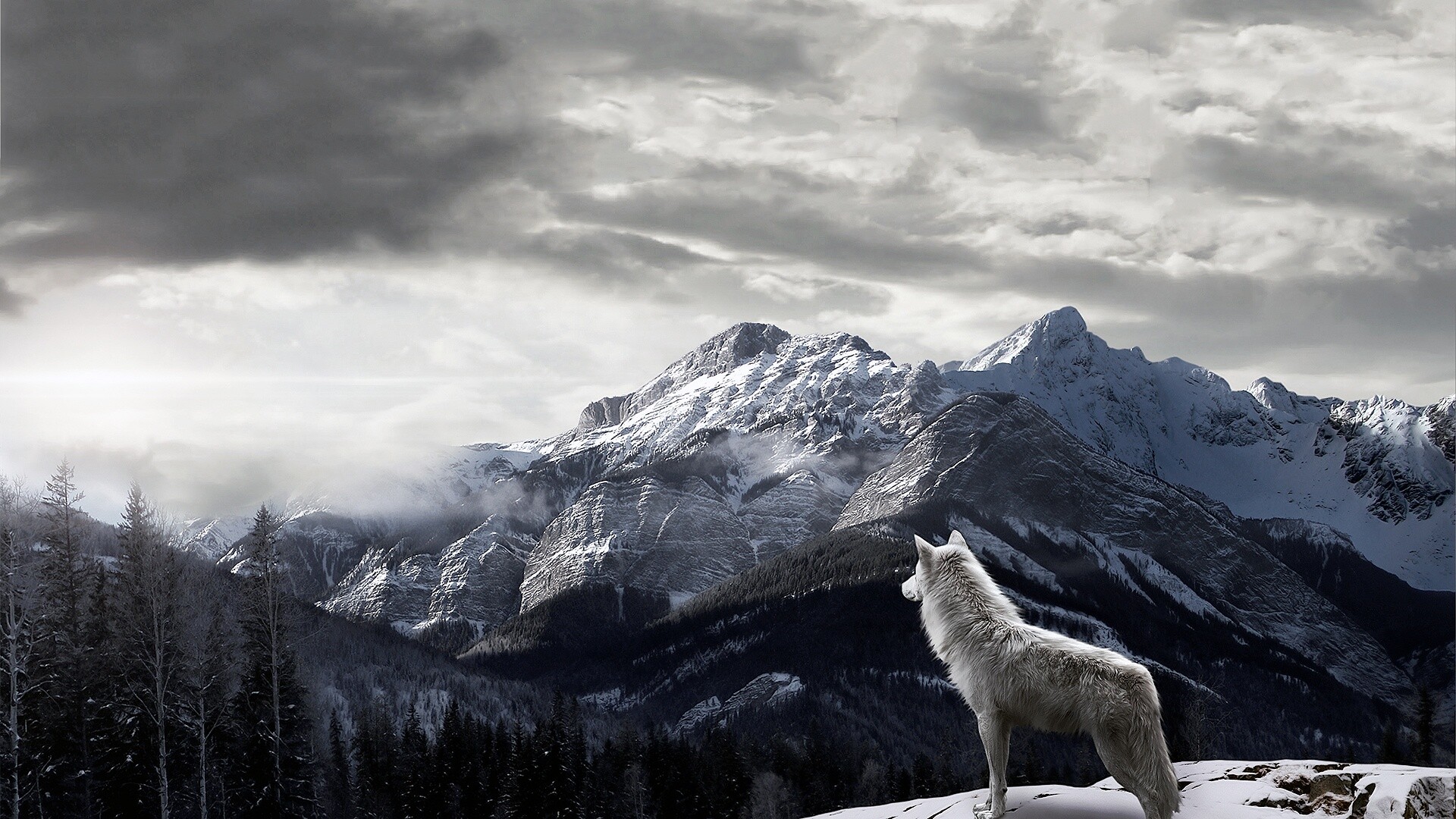 Wolf close-up, Intense gaze, Powerful presence, Natural beauty, 1920x1080 Full HD Desktop