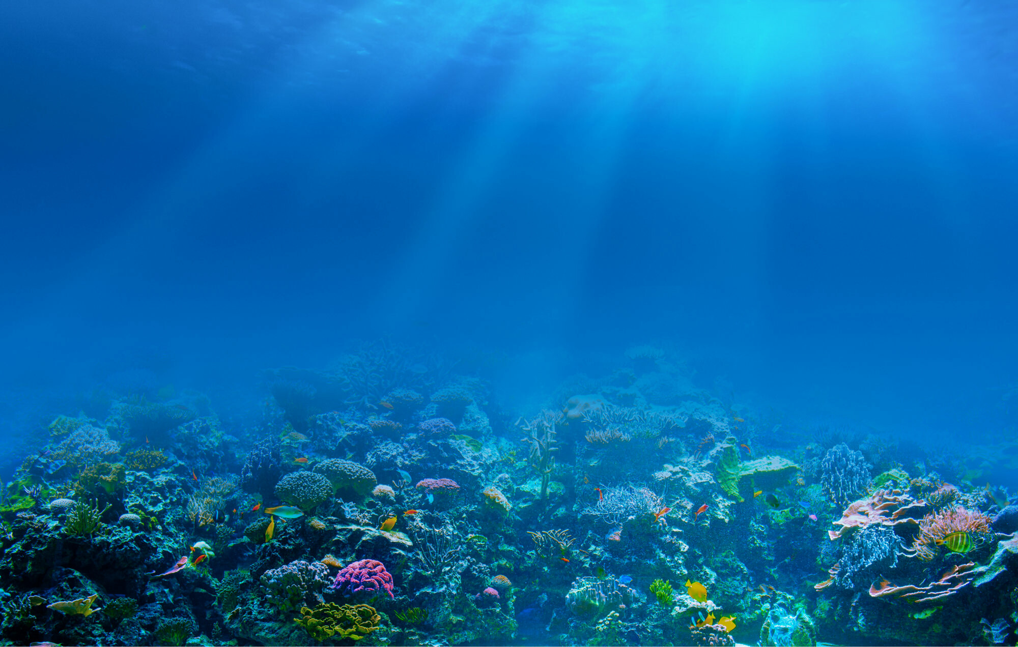 Coral Reef, Underwater beauty, Colorful wallpaper, Marine life, 2000x1280 HD Desktop