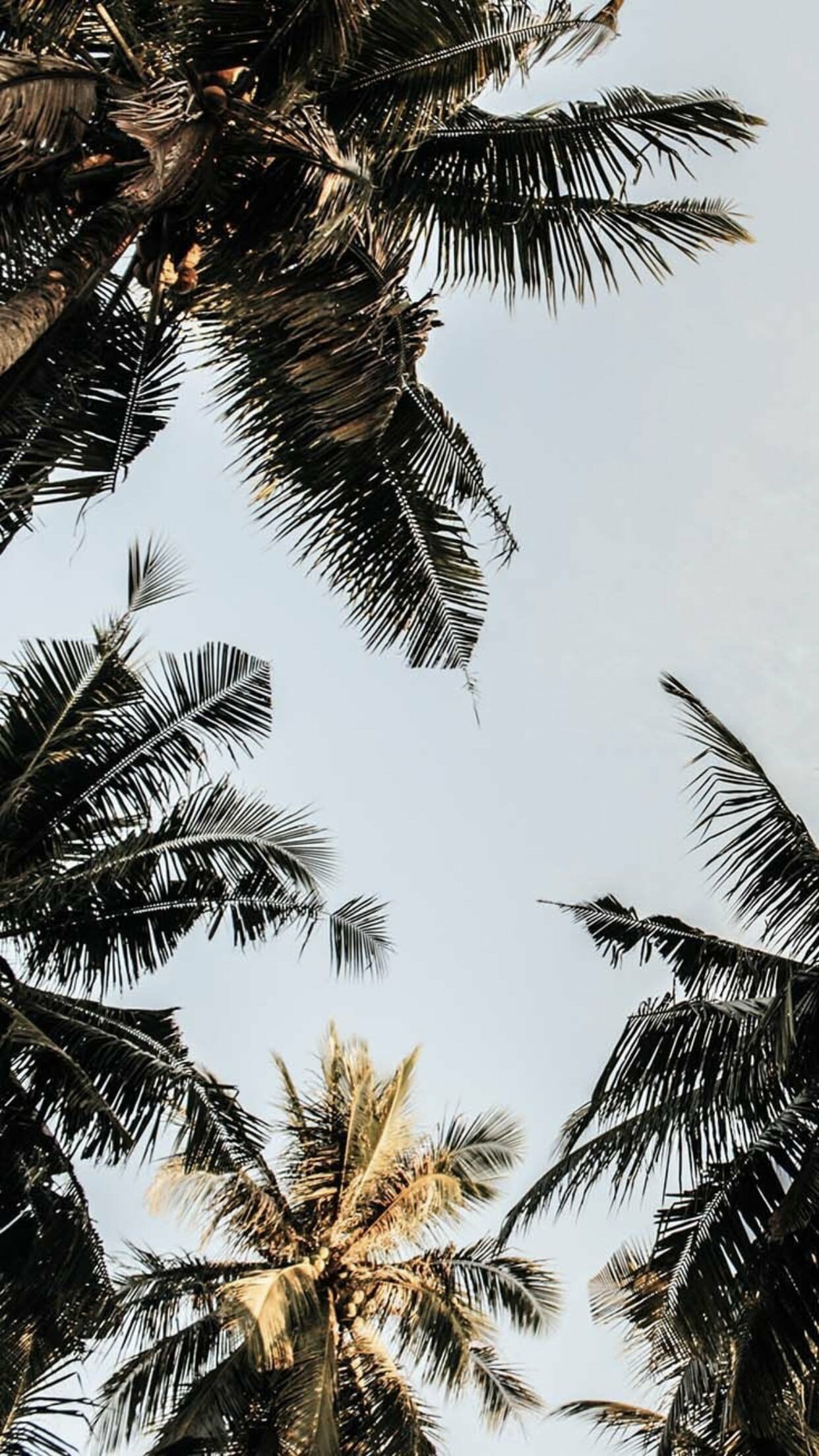 Phone wallpaper, Free HD wallpapers, Palm tree bliss, Nature's wonders, 1250x2210 HD Phone