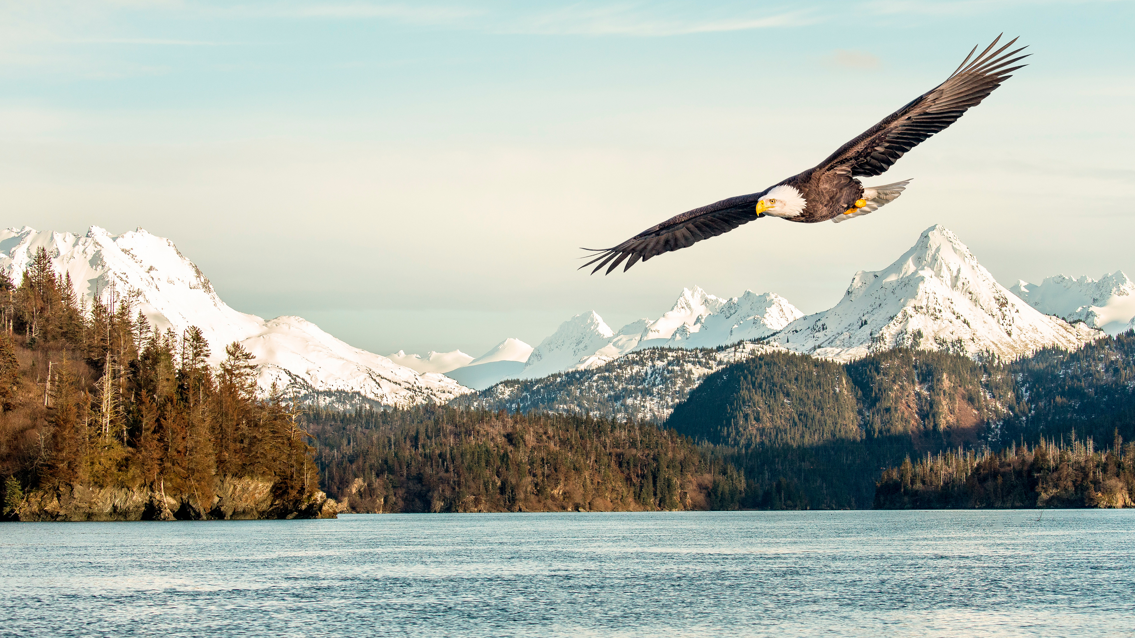 Bald eagle 4K ultra HD wallpapers, Majestic bird, Captivating sight, Wildlife, 3840x2160 4K Desktop