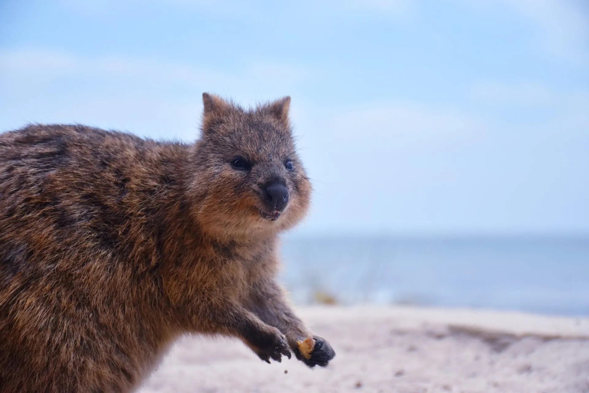 Mysterious quokka, Puzzling marsupial, Unraveling quok, Curious creature, 1920x1280 HD Desktop