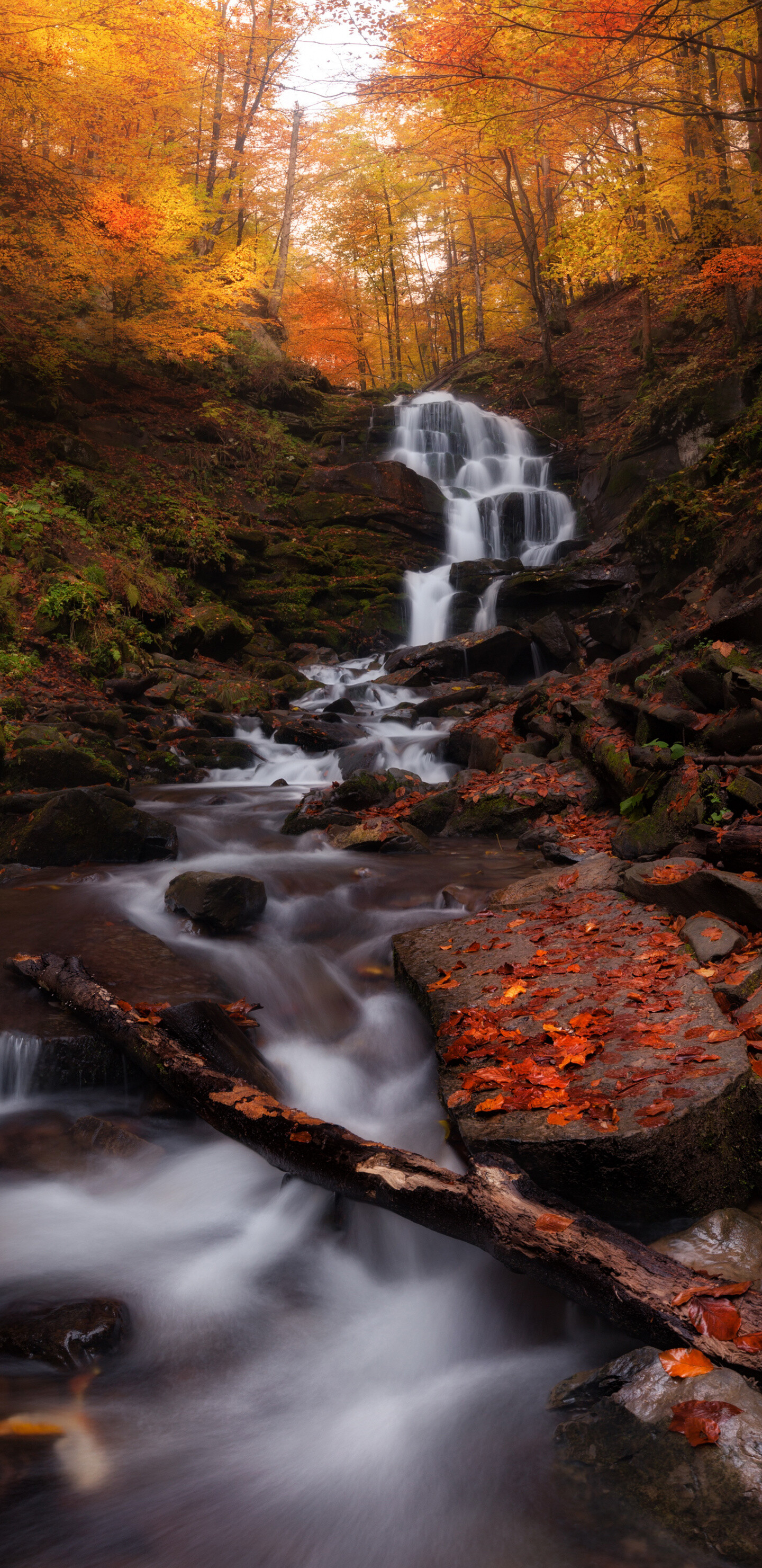 Autumn forest charm, Waterfall stream wallpaper, Samsung Galaxy S8 beauty, Nature's tranquility, 1440x2960 HD Phone