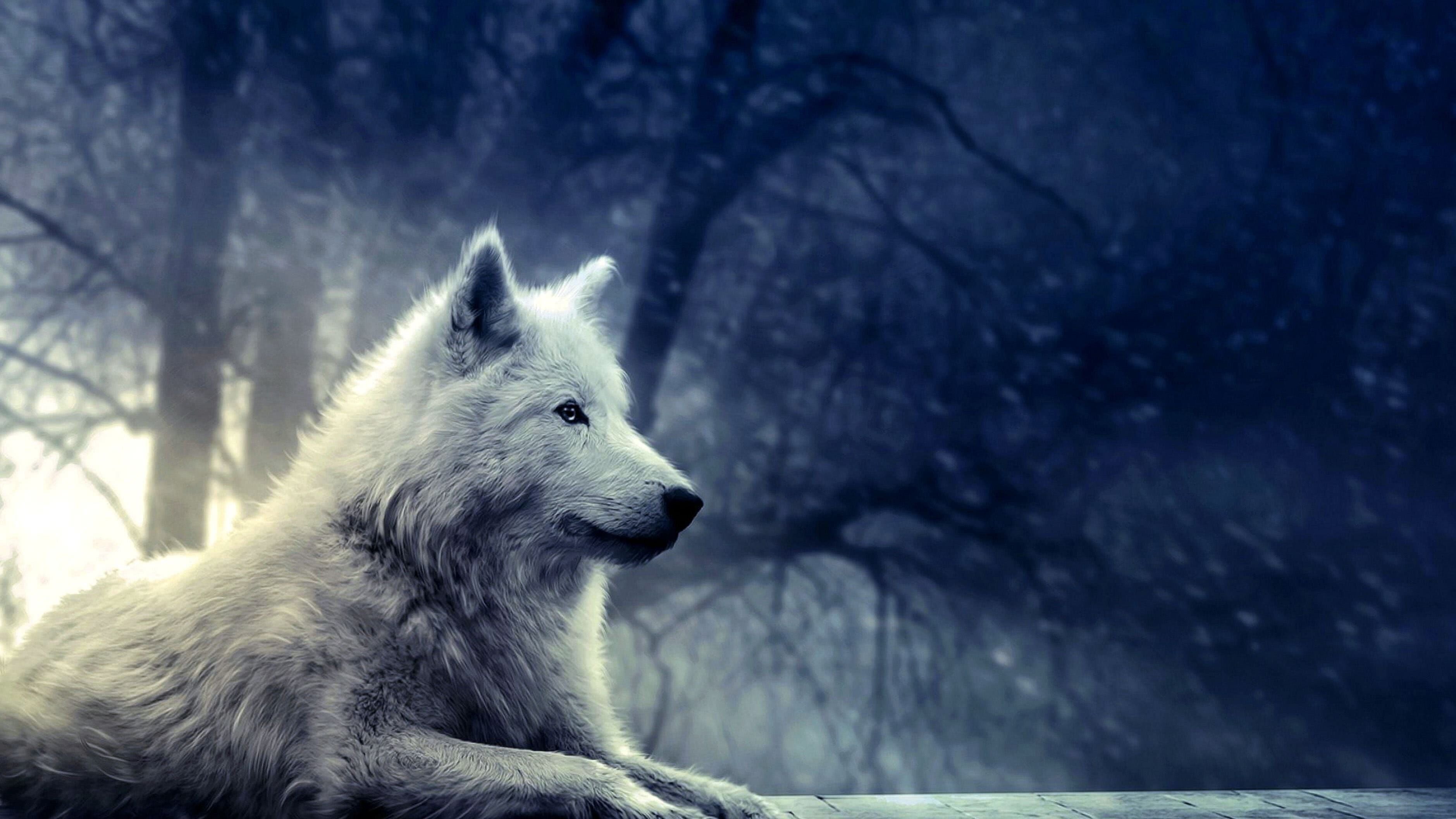 Wolves wallpapers 4K, Pack dynamics, Unified strength, Harmonious existence, 3760x2120 HD Desktop