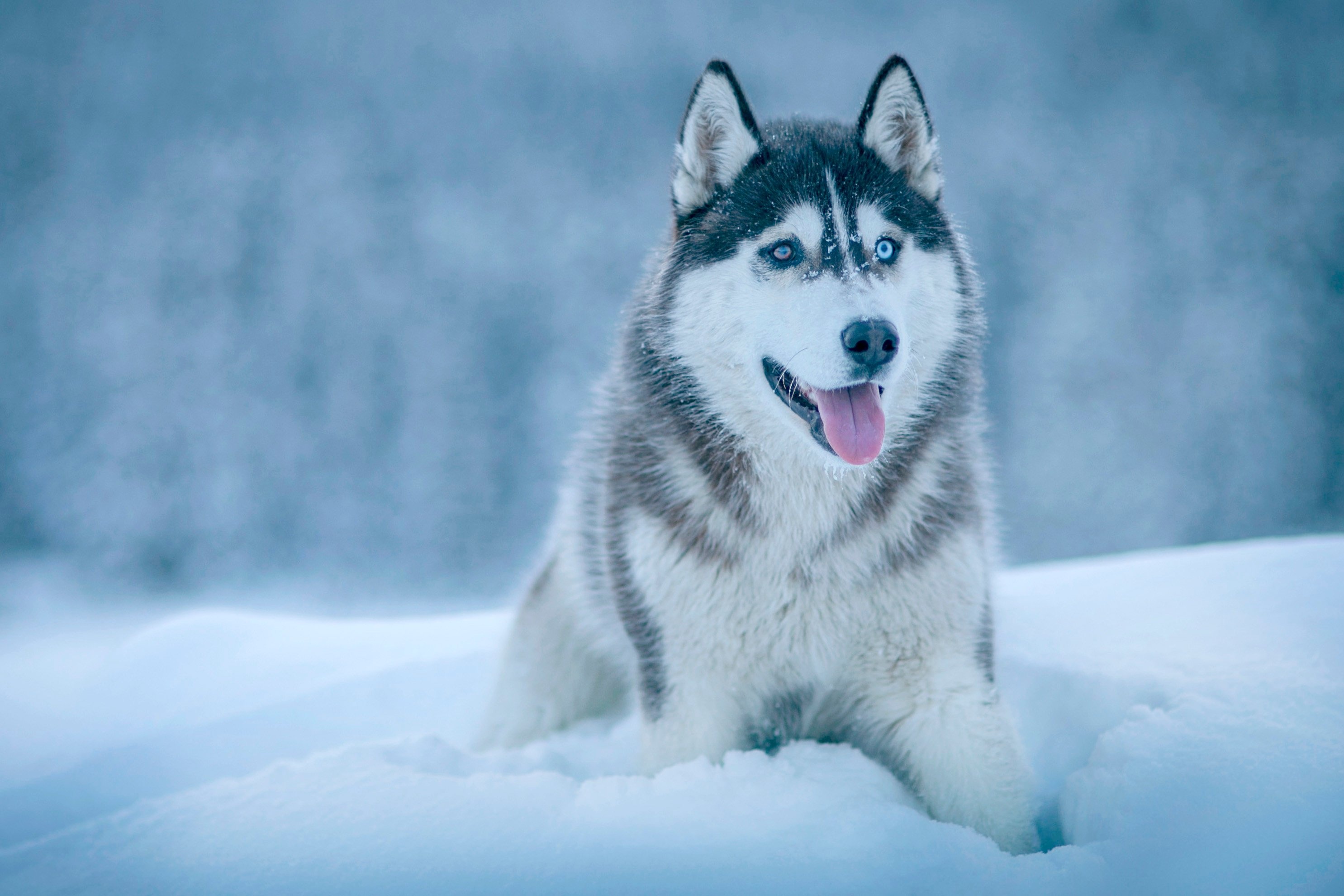 Husky wallpapers, Stunning images, Pikwizard, 2980x1980 HD Desktop