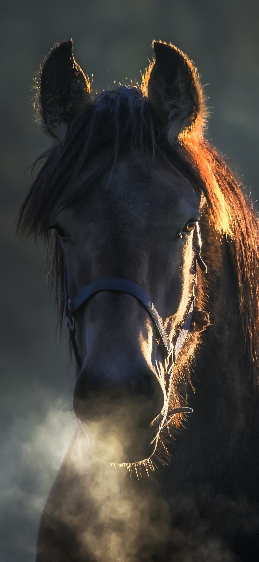 Animalistic beauty, Majestic horse, Stunning visuals, Nature's masterpiece, 1080x2340 HD Phone